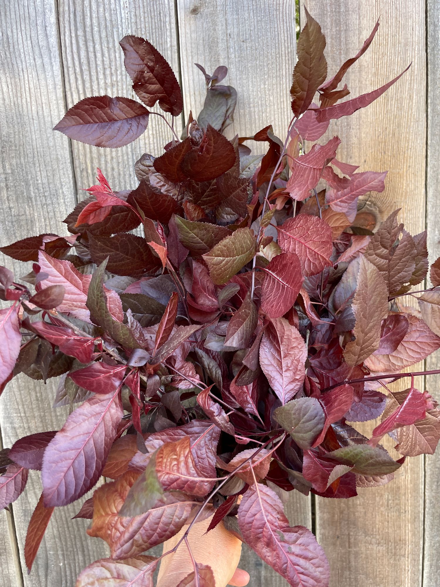 PRUNUS virginiana