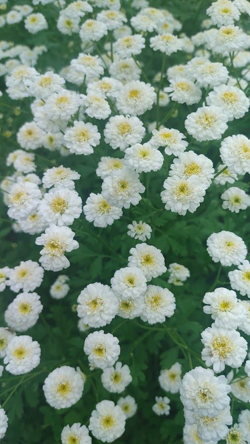 TANACETUM parthenium Tetra