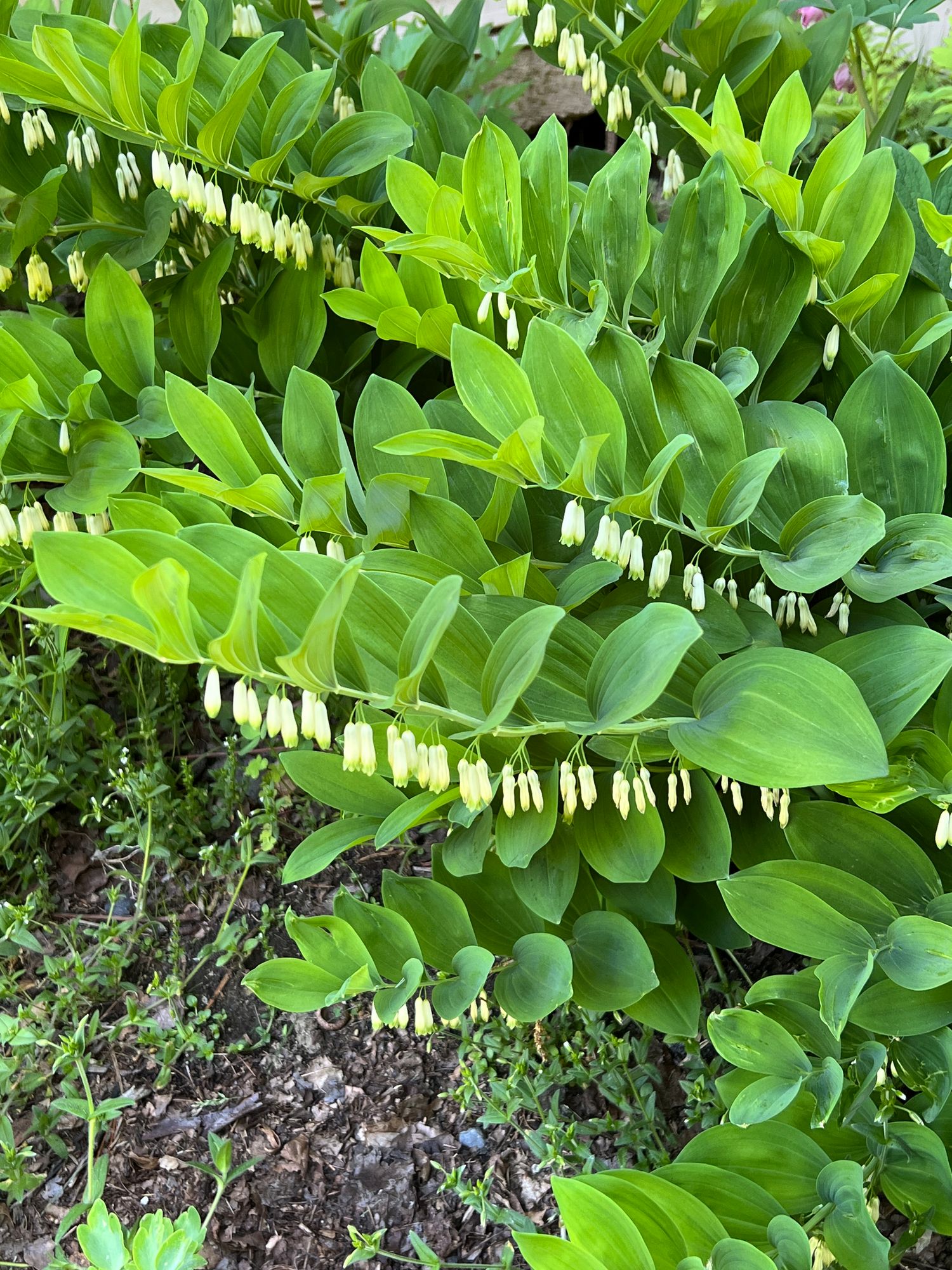 POLYGONATUM multiflorum