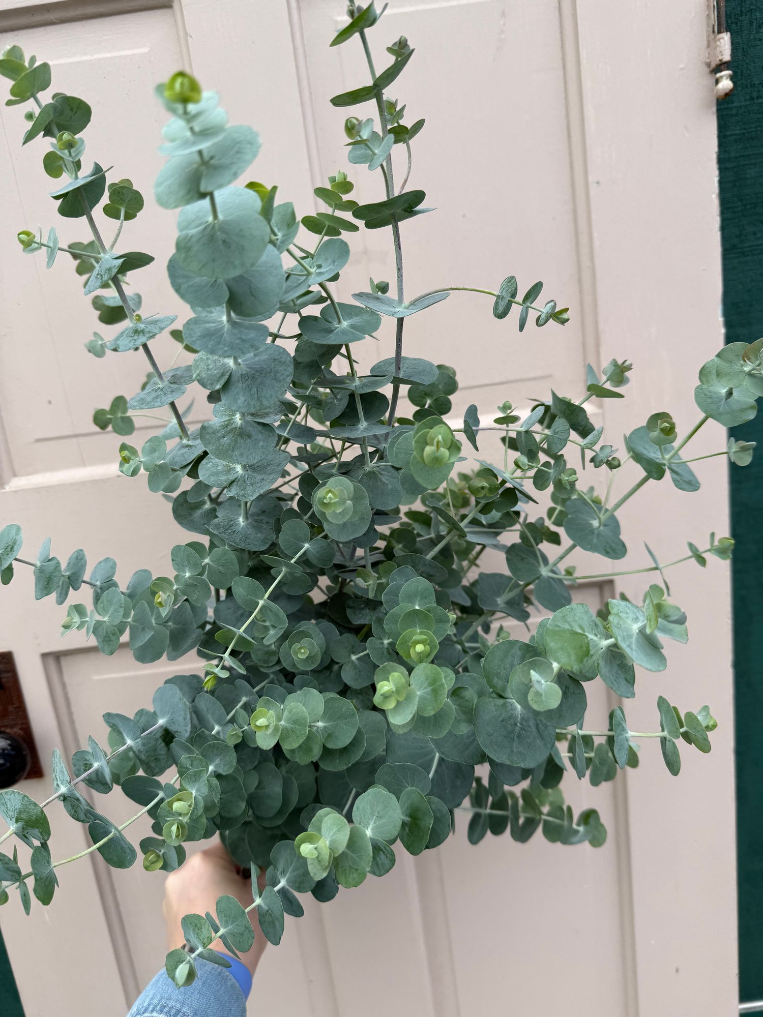 EUCALYPTUS cinerea