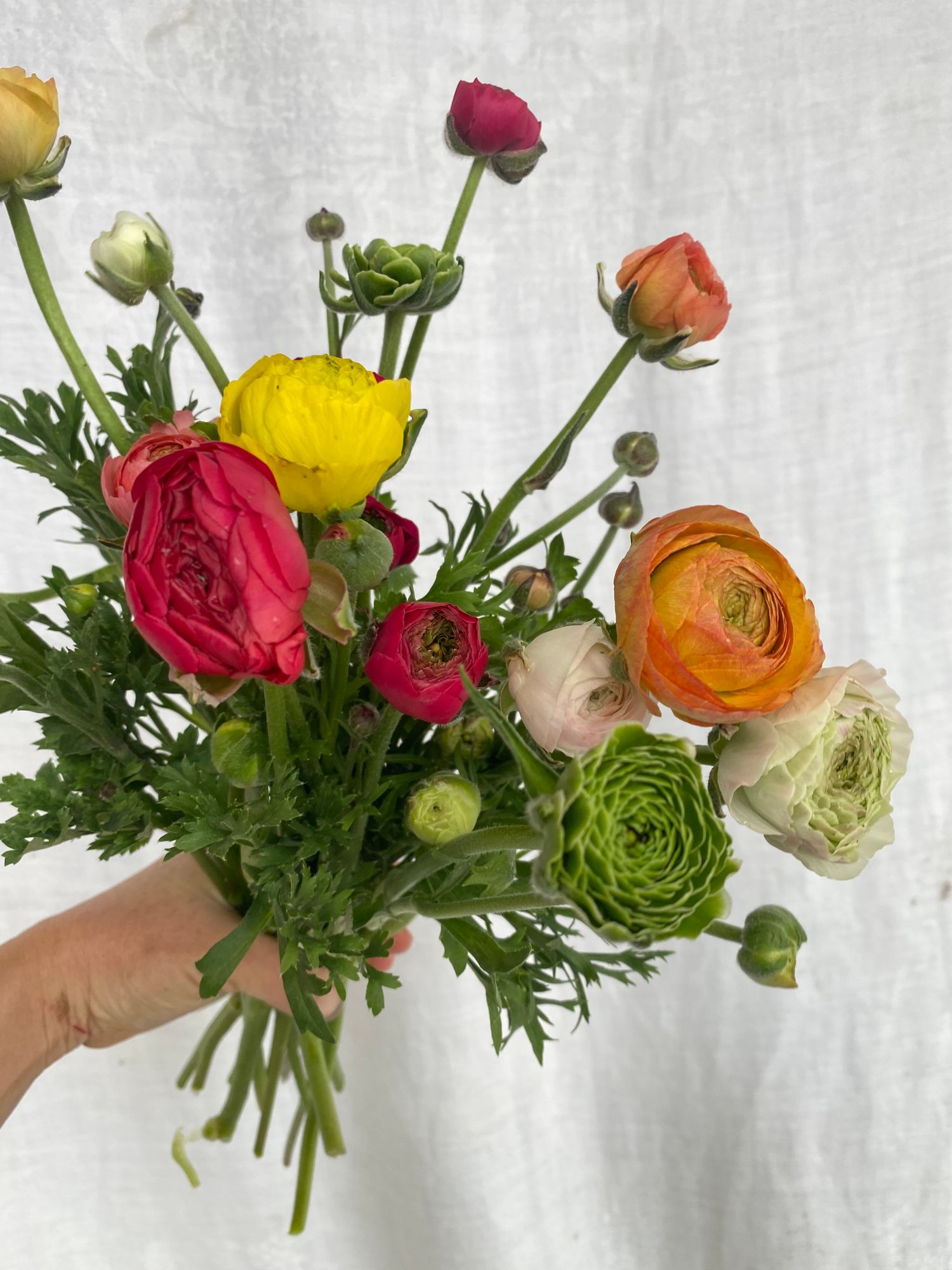 RANUNCULUS