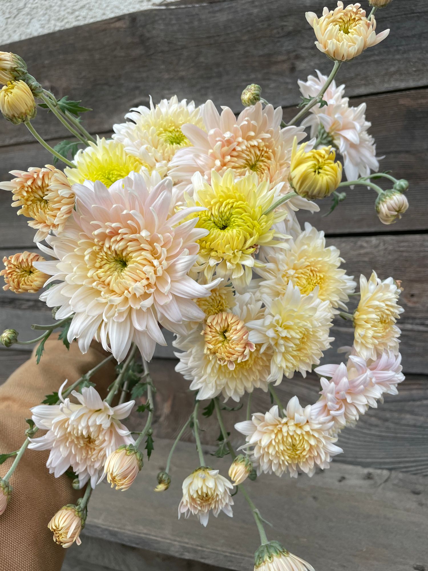CHRYSANTHEMUM x Seatons Je Dore