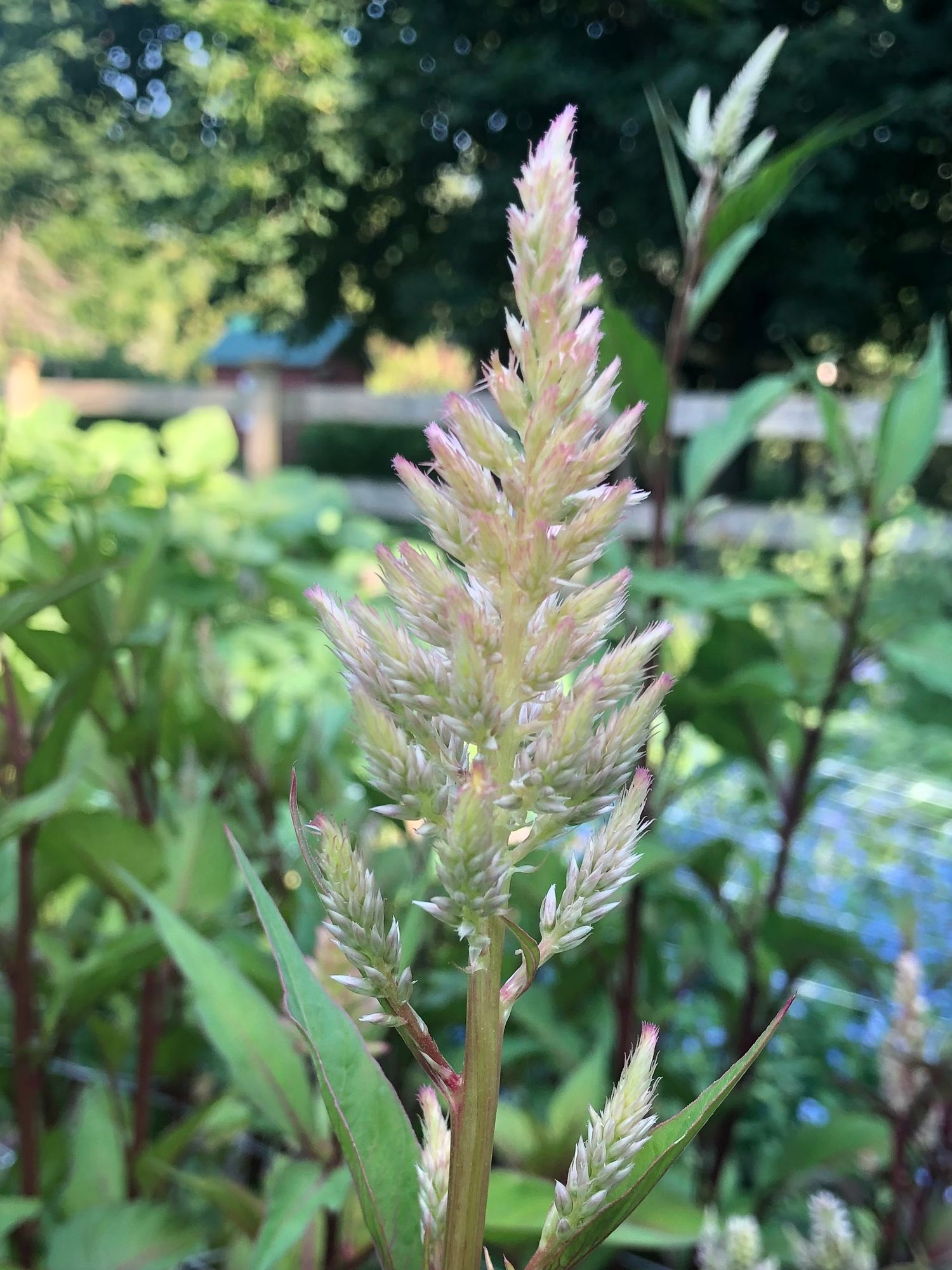 CELOSIA argentea var. plumosa Texas Plume Vintage Rose