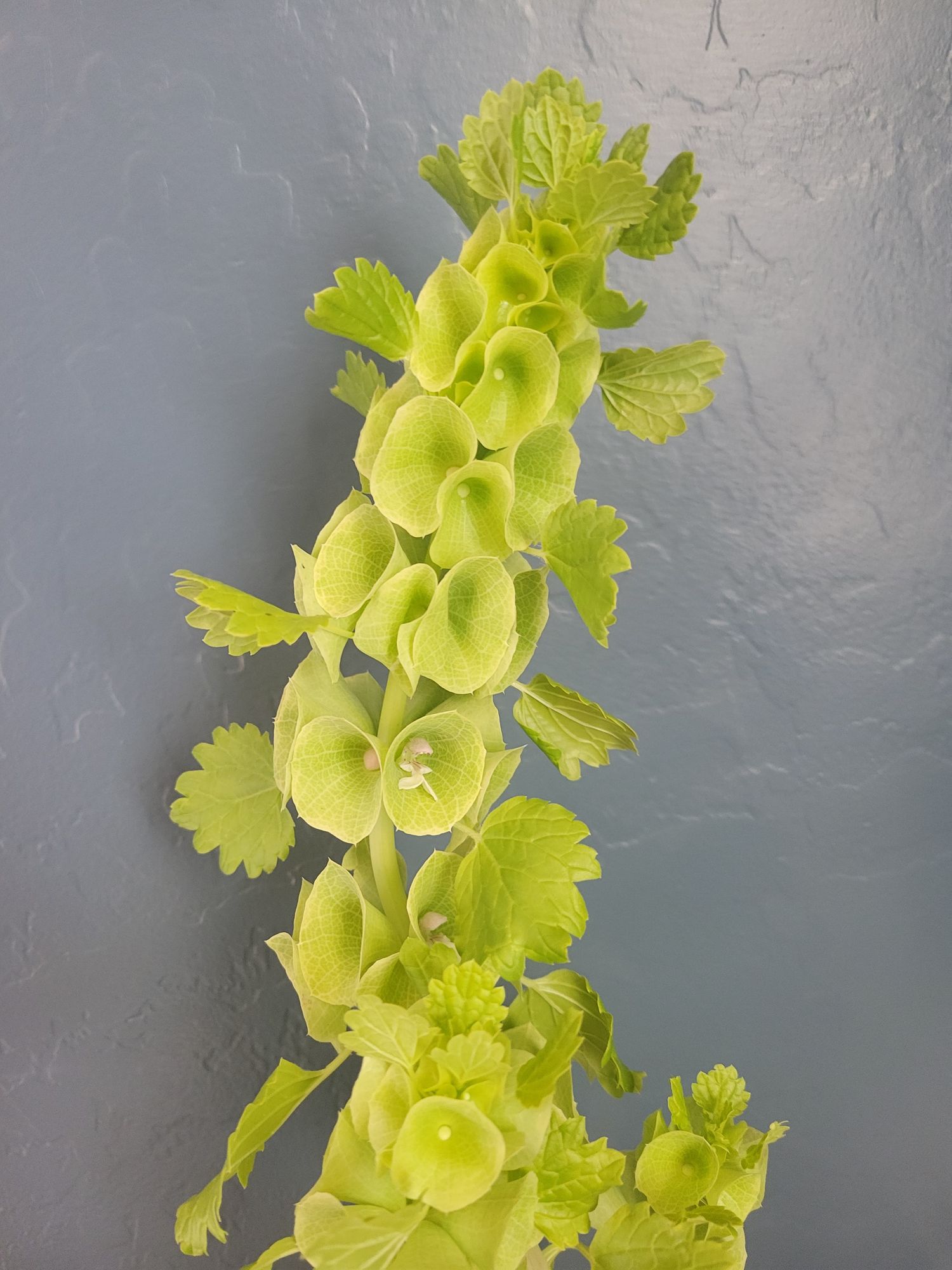 MOLUCCELLA laevis