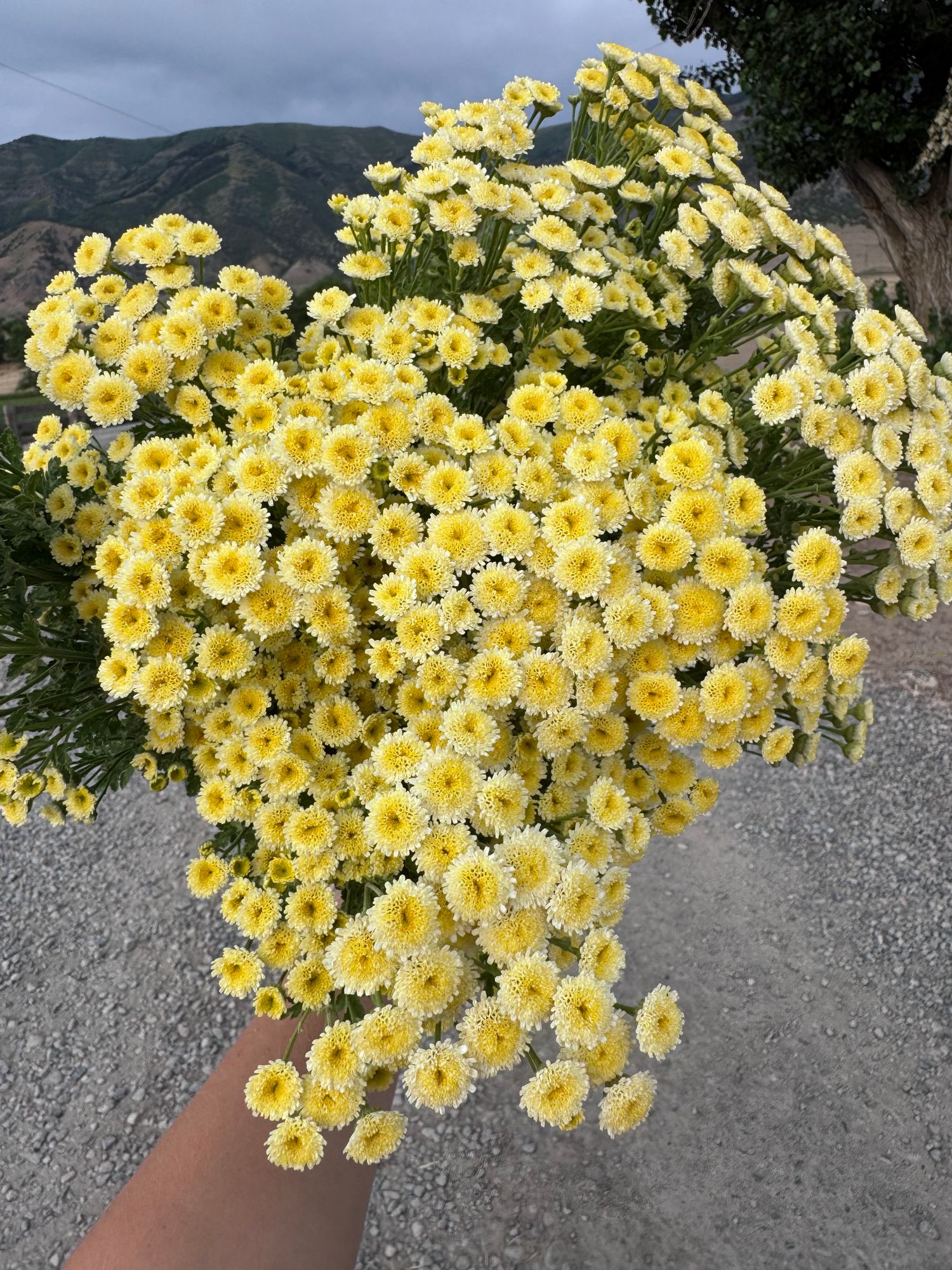 TANACETUM parthenium Vegmo Sunny Ball