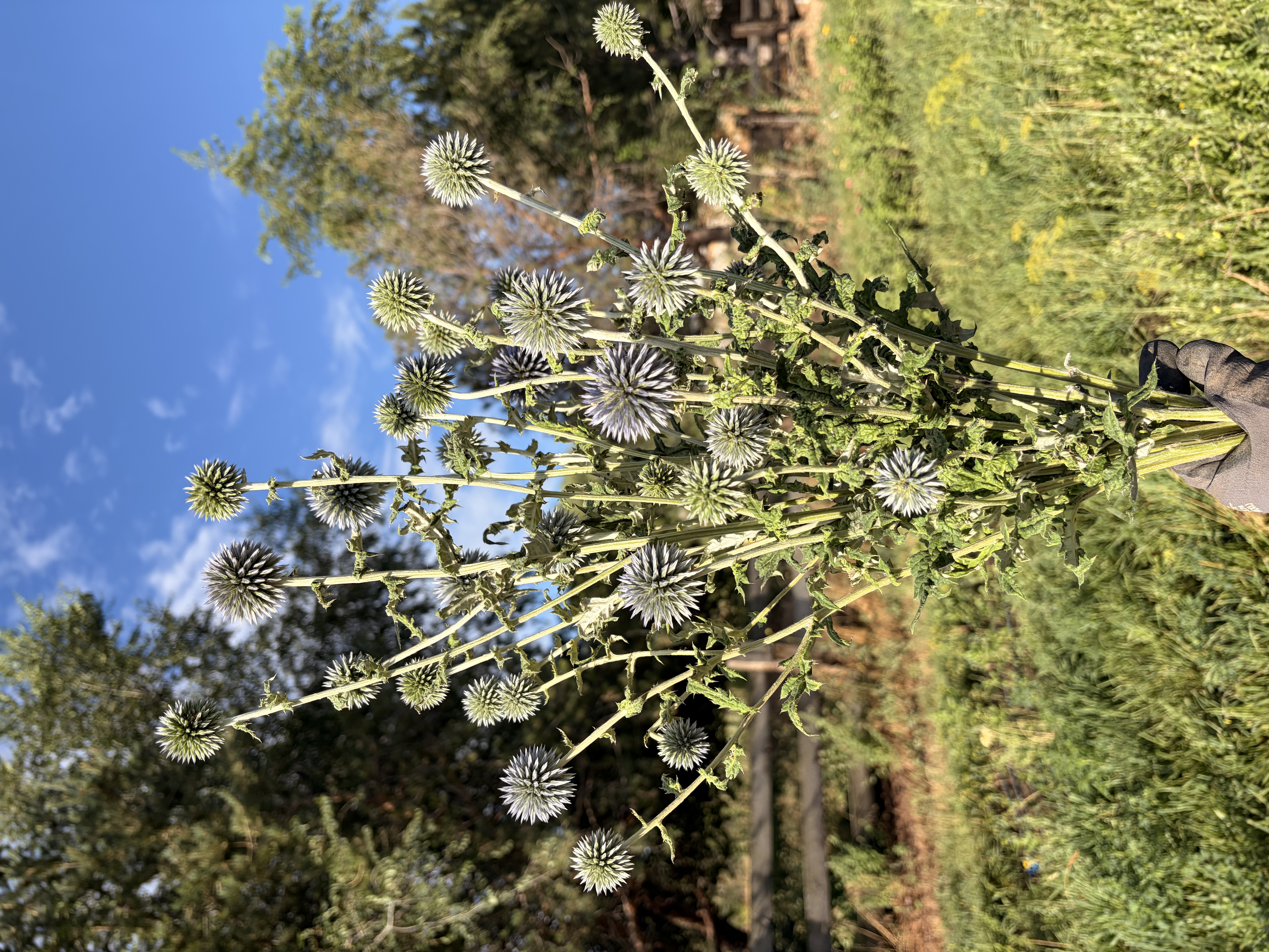 ECHINOPS sphaerocephalus Arctic Glow