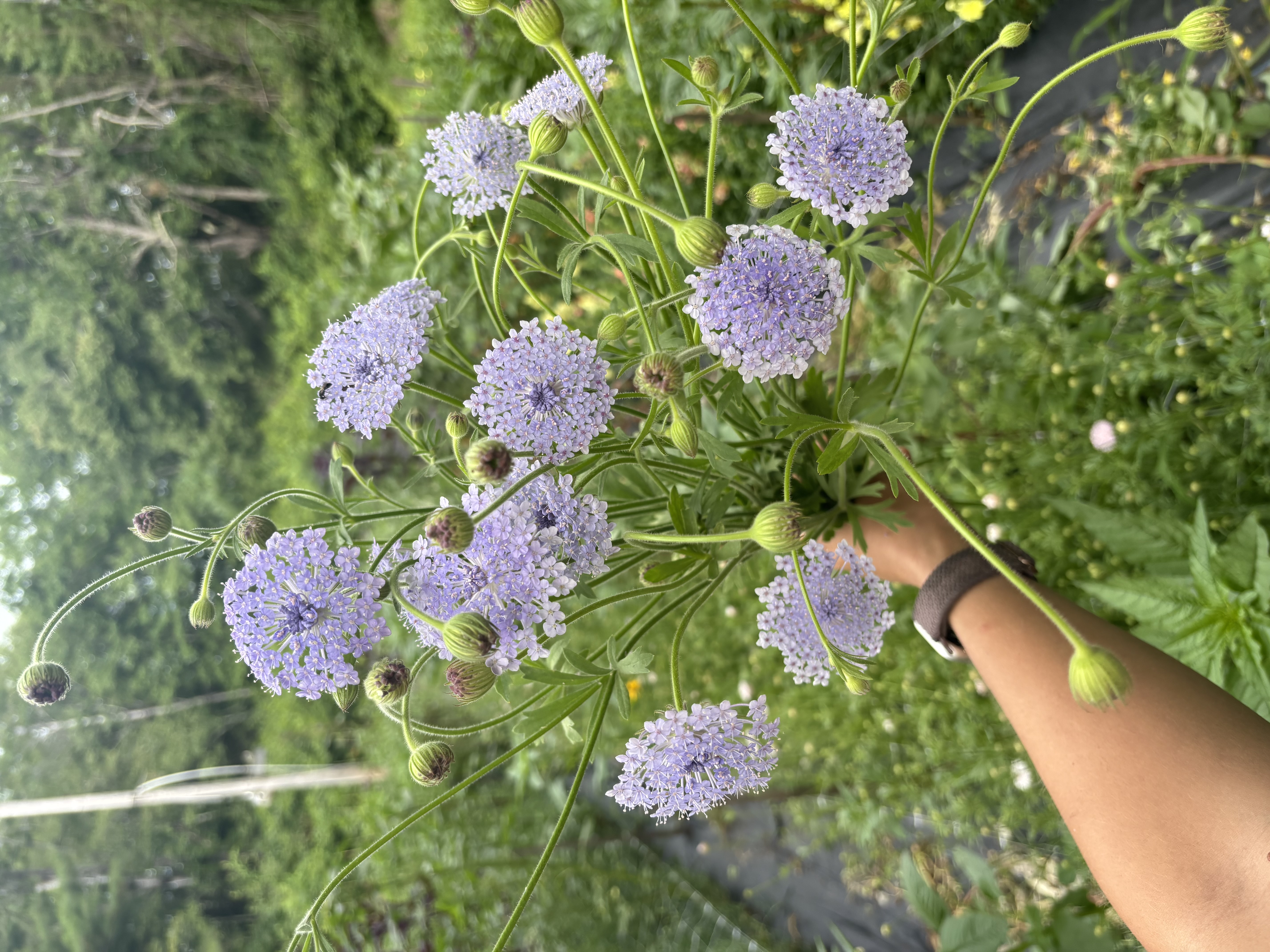 TRACHYMENE coerulea Lacy Blue