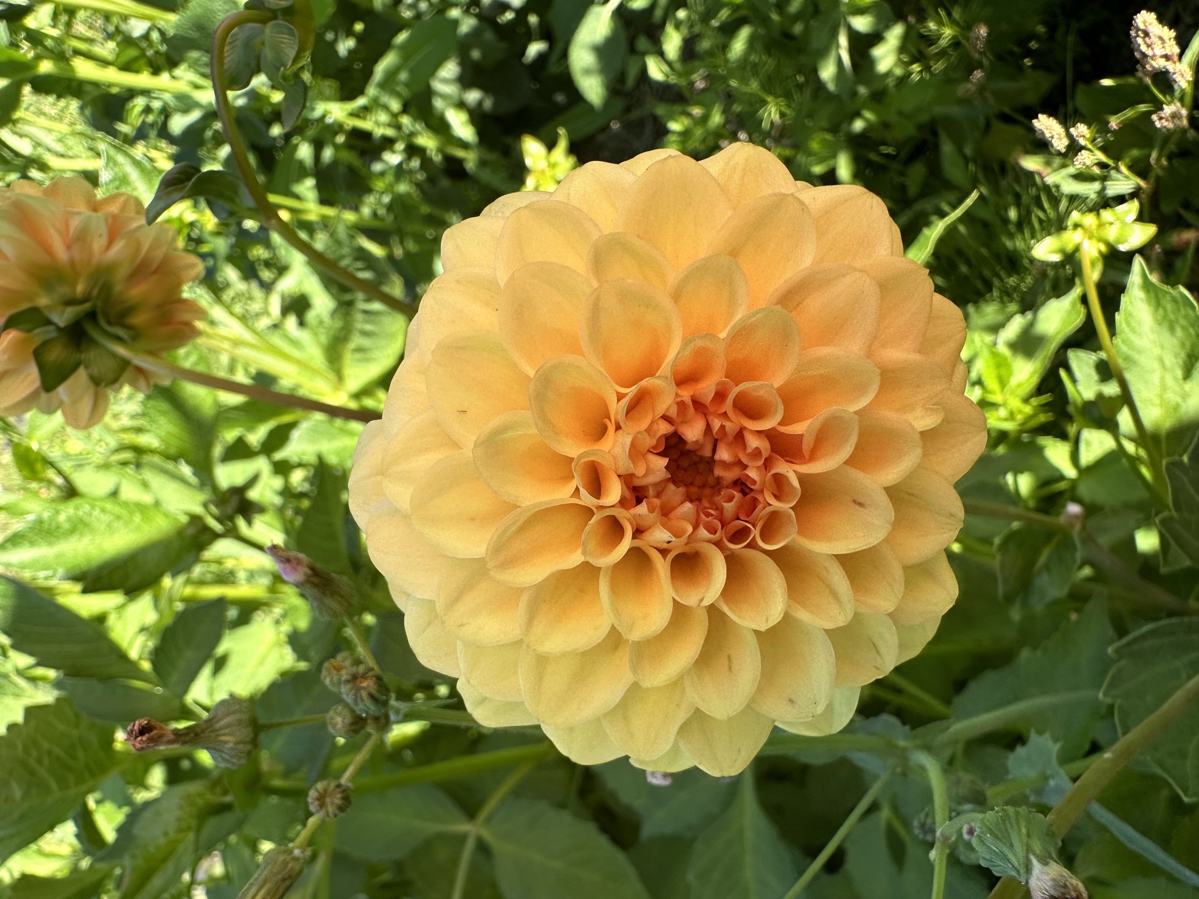 DAHLIA