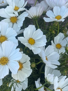 COSMOS bipinnatus Afternoon White
