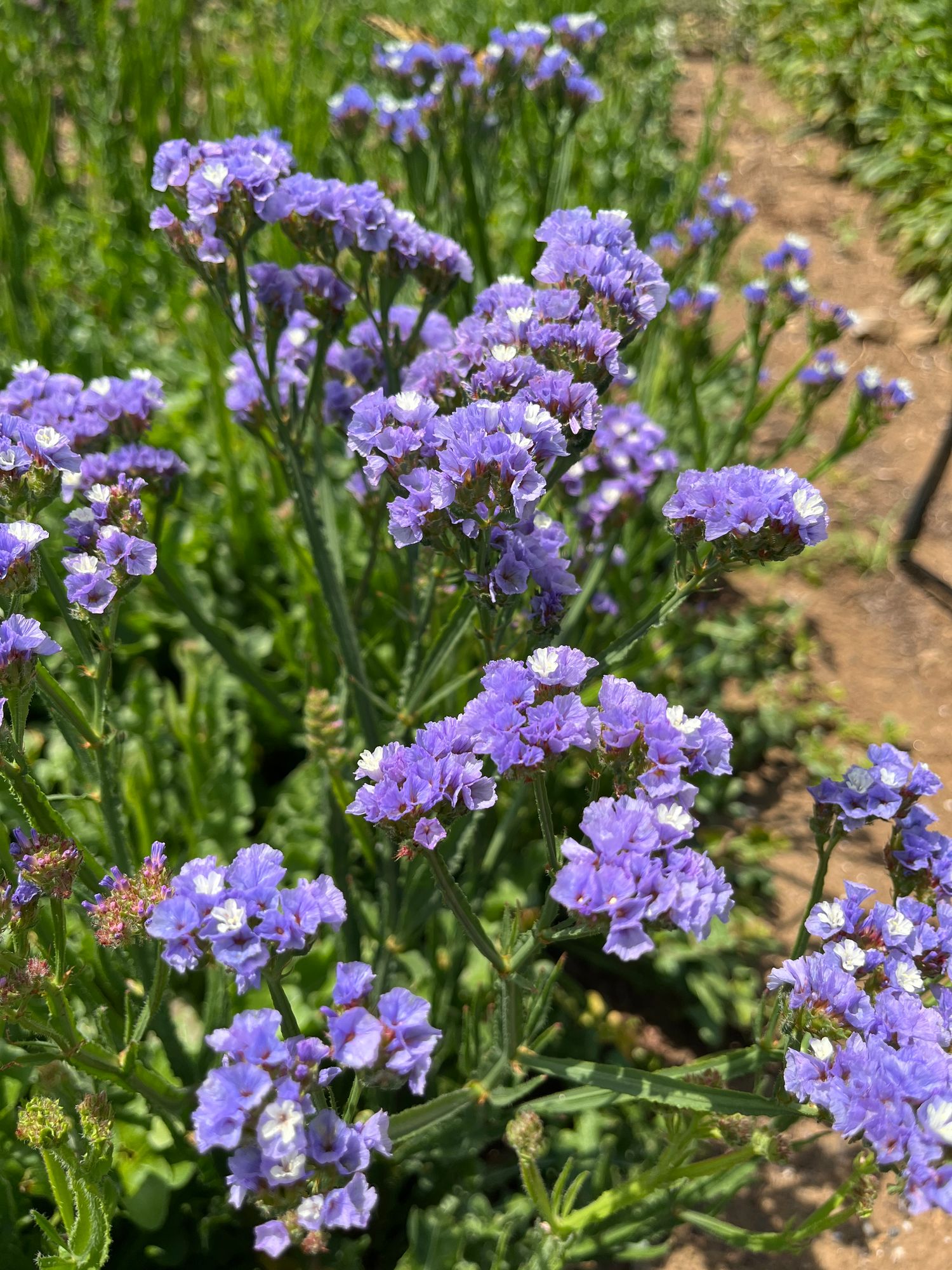 LIMONIUM sinuatum QIS