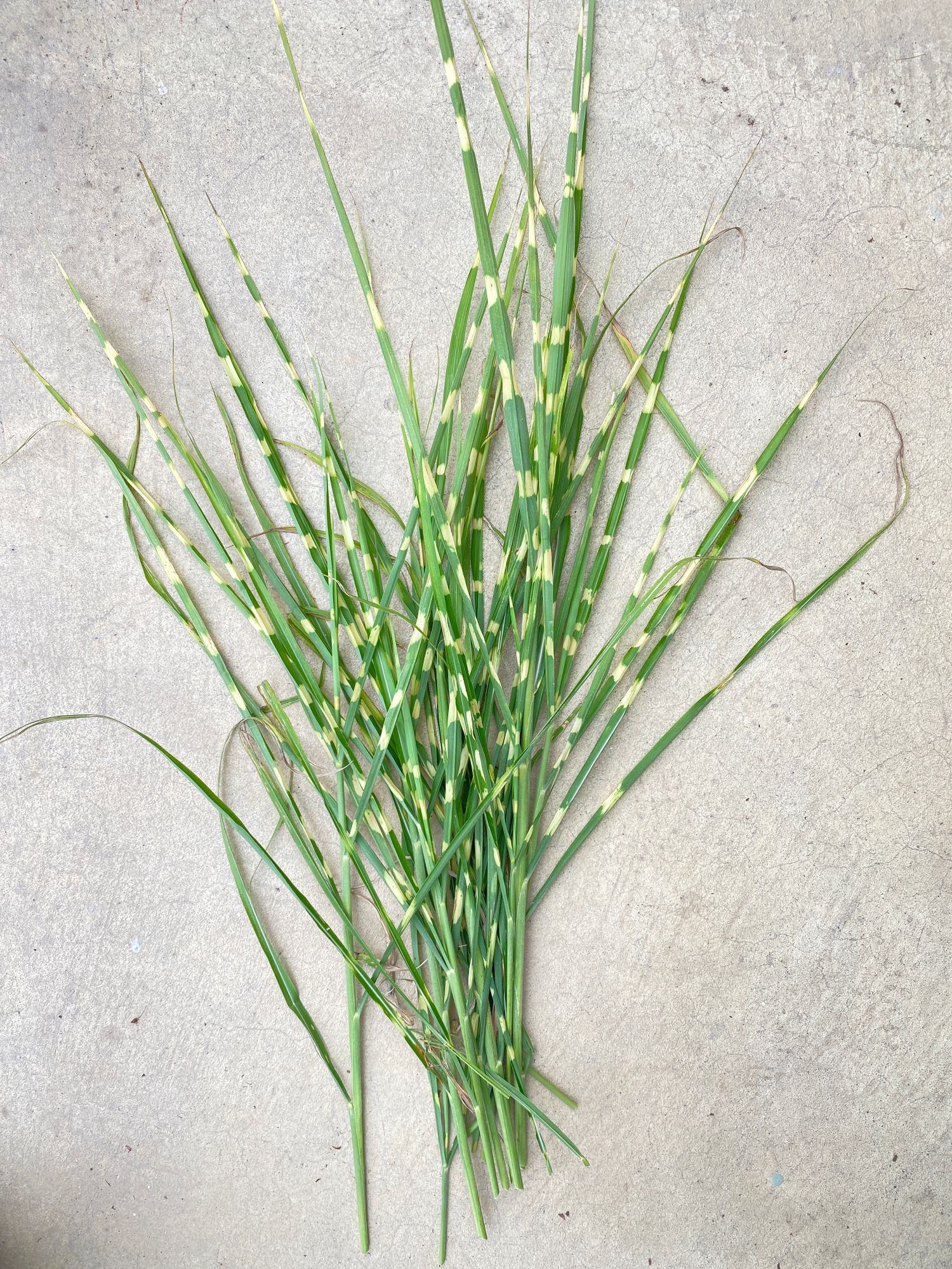 MISCANTHUS sinensis zebrinus