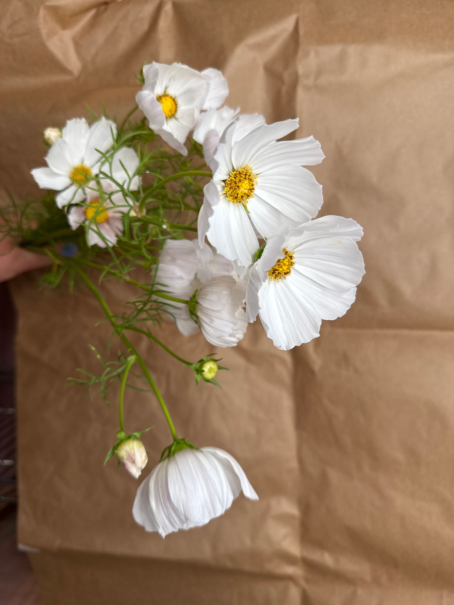 COSMOS bipinnatus Afternoon White