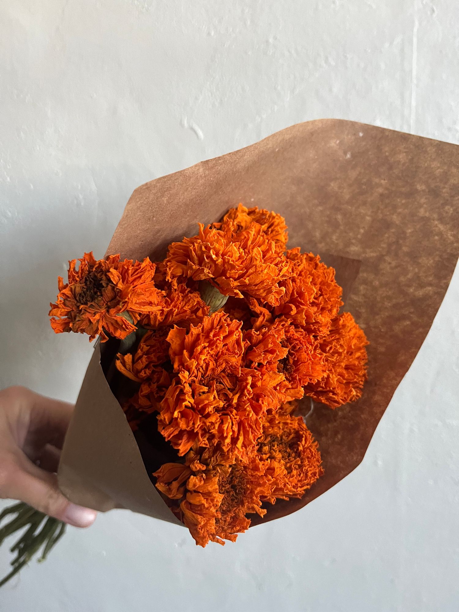 TAGETES erecta