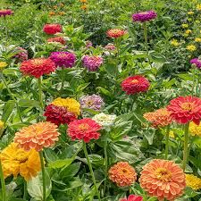 ZINNIA elegans Benarys Giant