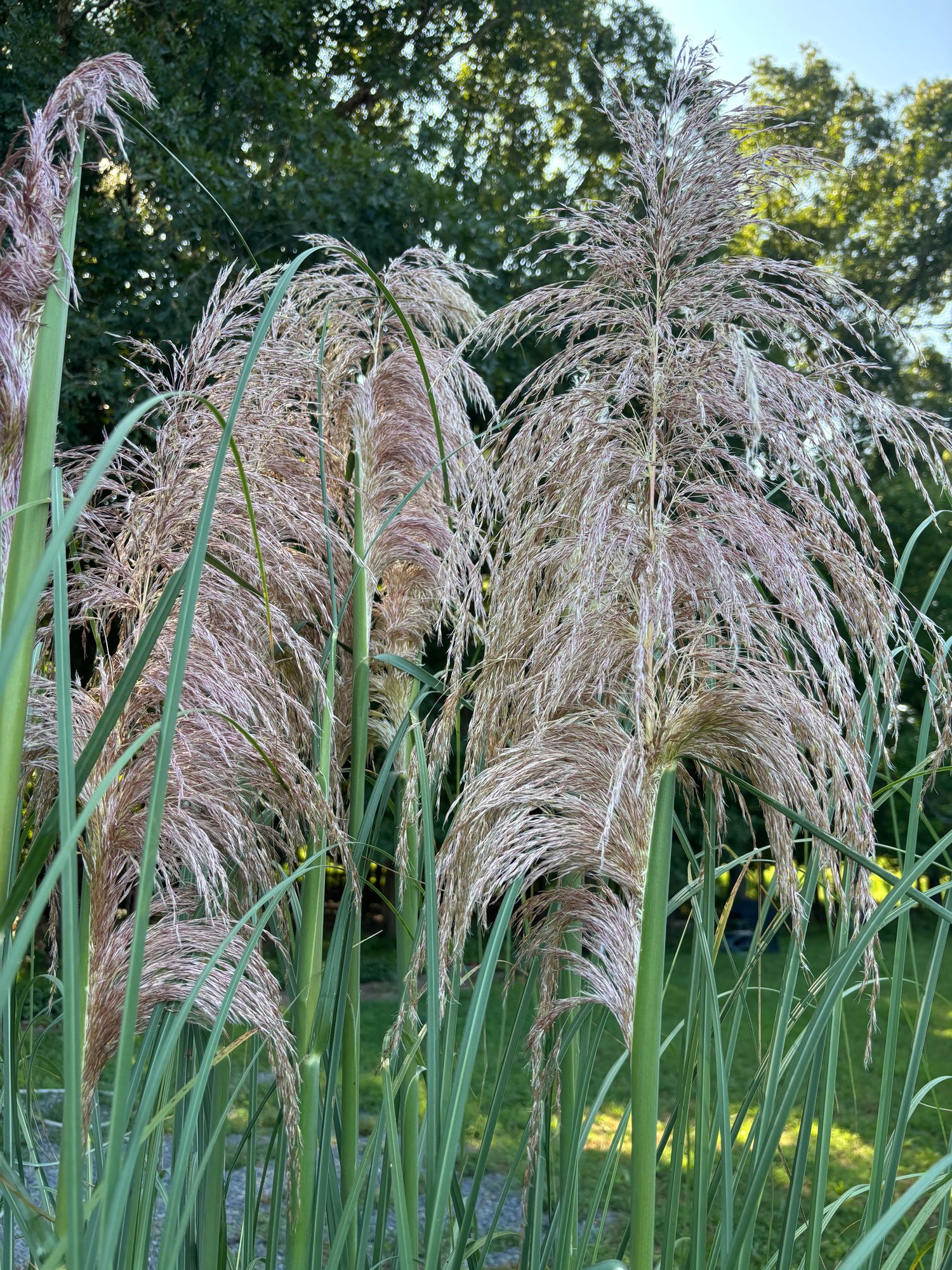CORTADERIA fulvida