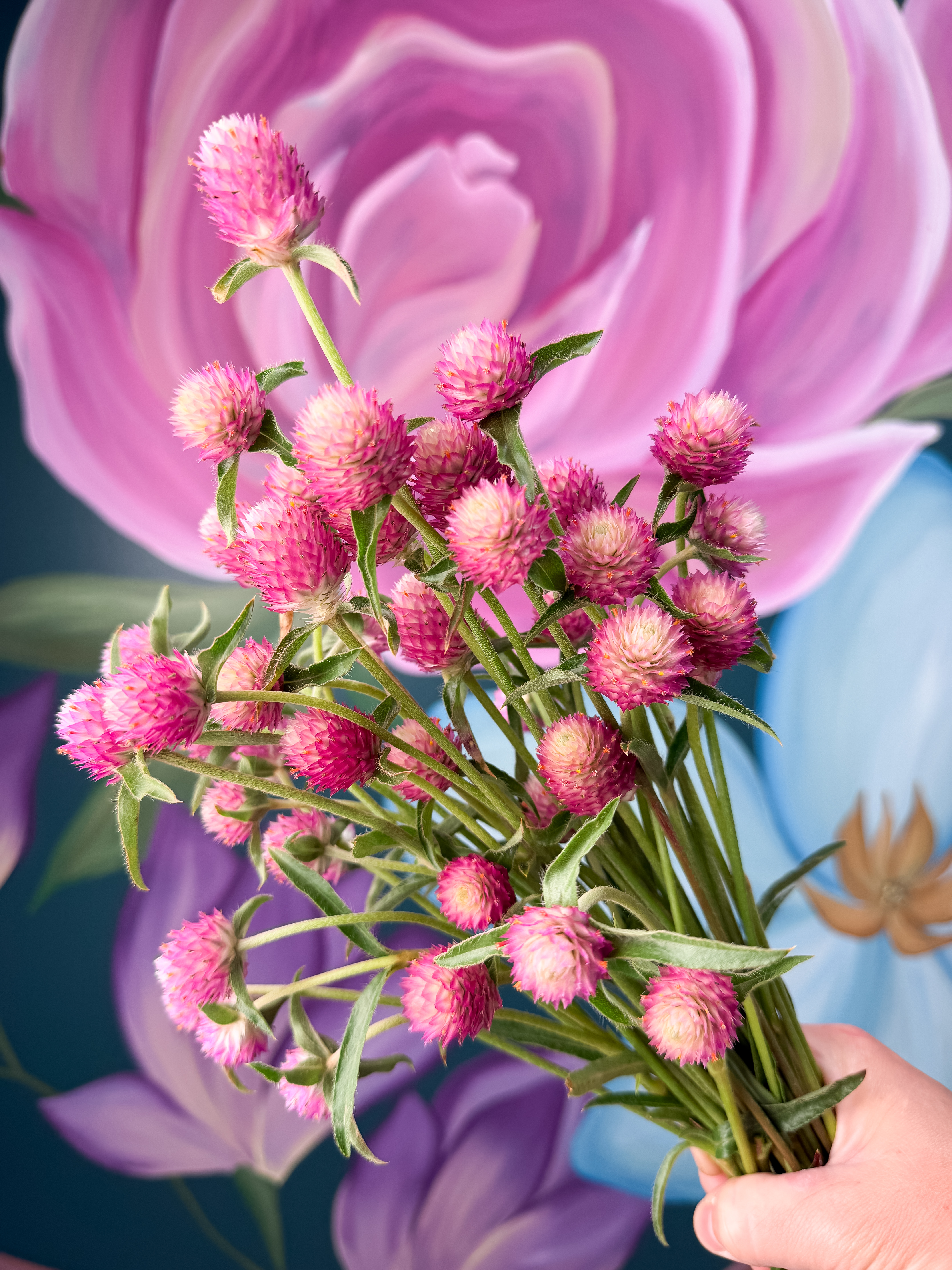 GOMPHRENA haageana Sequin