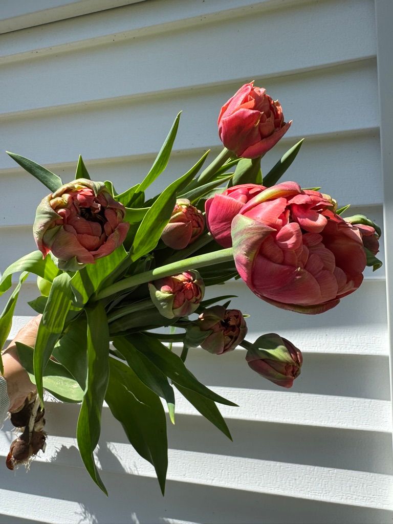 TULIPA Copper Image