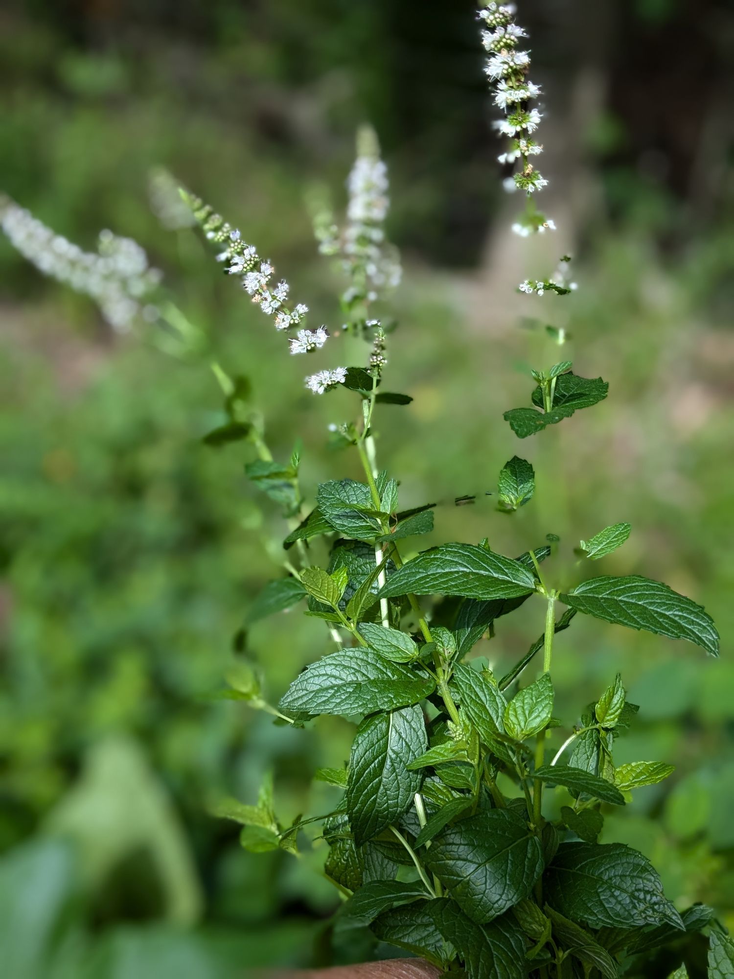MENTHA spicata