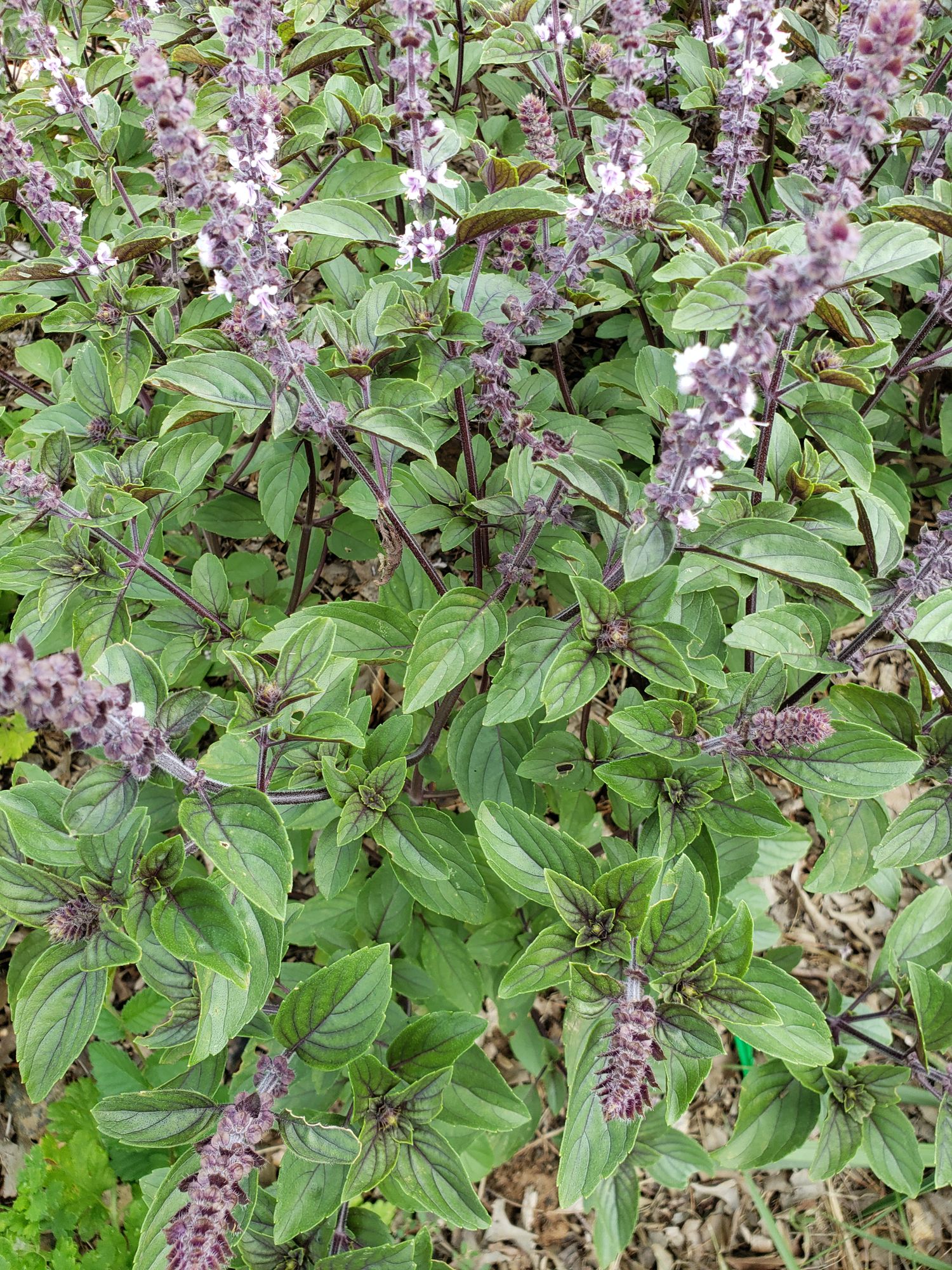 OCIMUM kilimandscharicum x basilicum