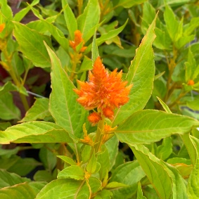 CELOSIA argentea var. plumosa Sunday Orange