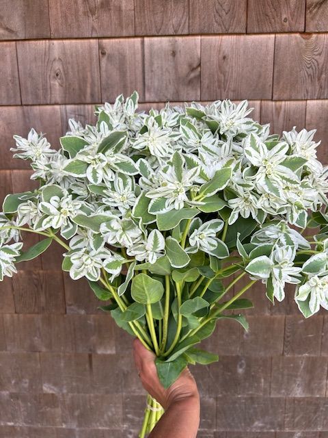 EUPHORBIA characias