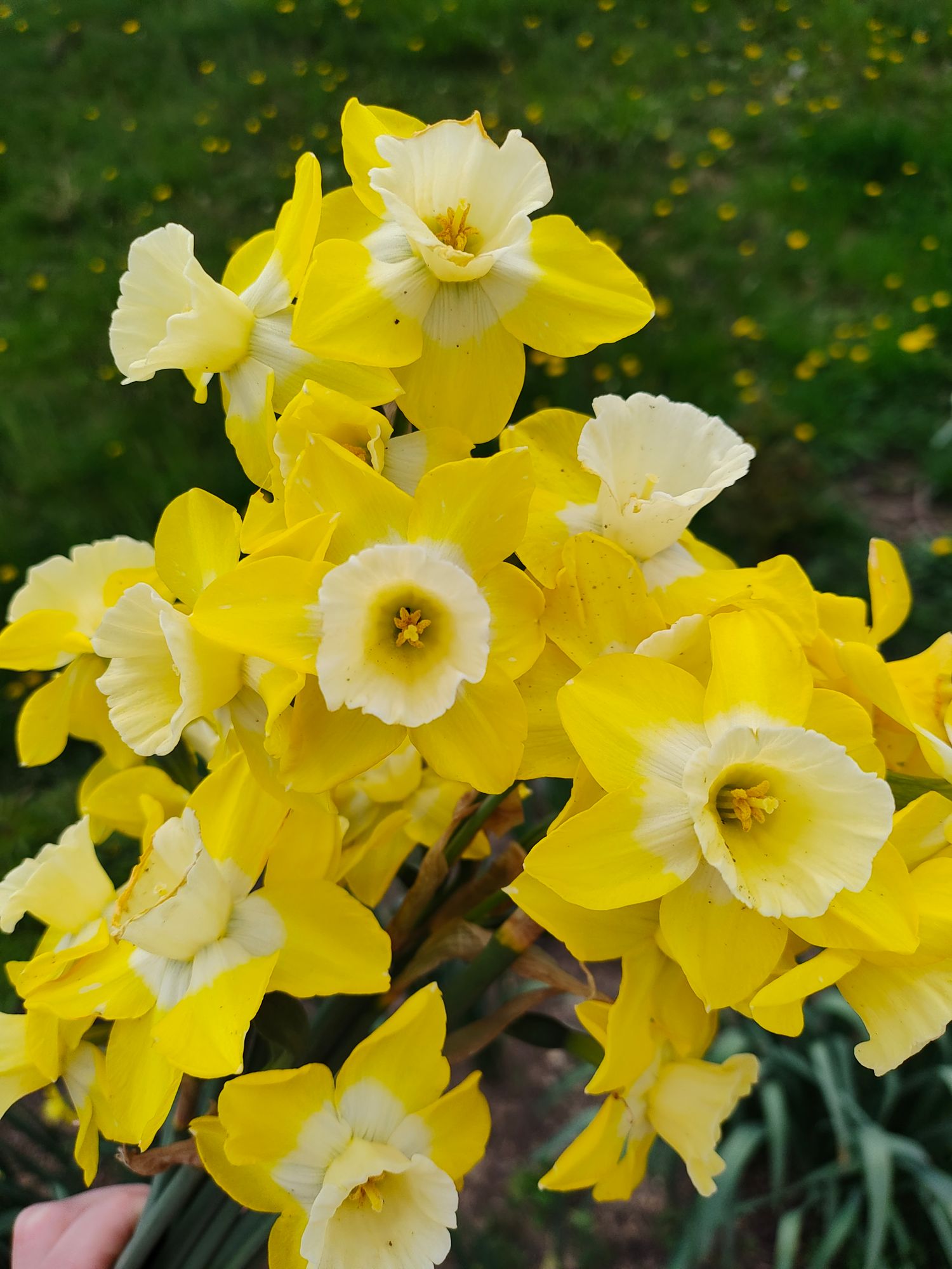 NARCISSUS Hillstar