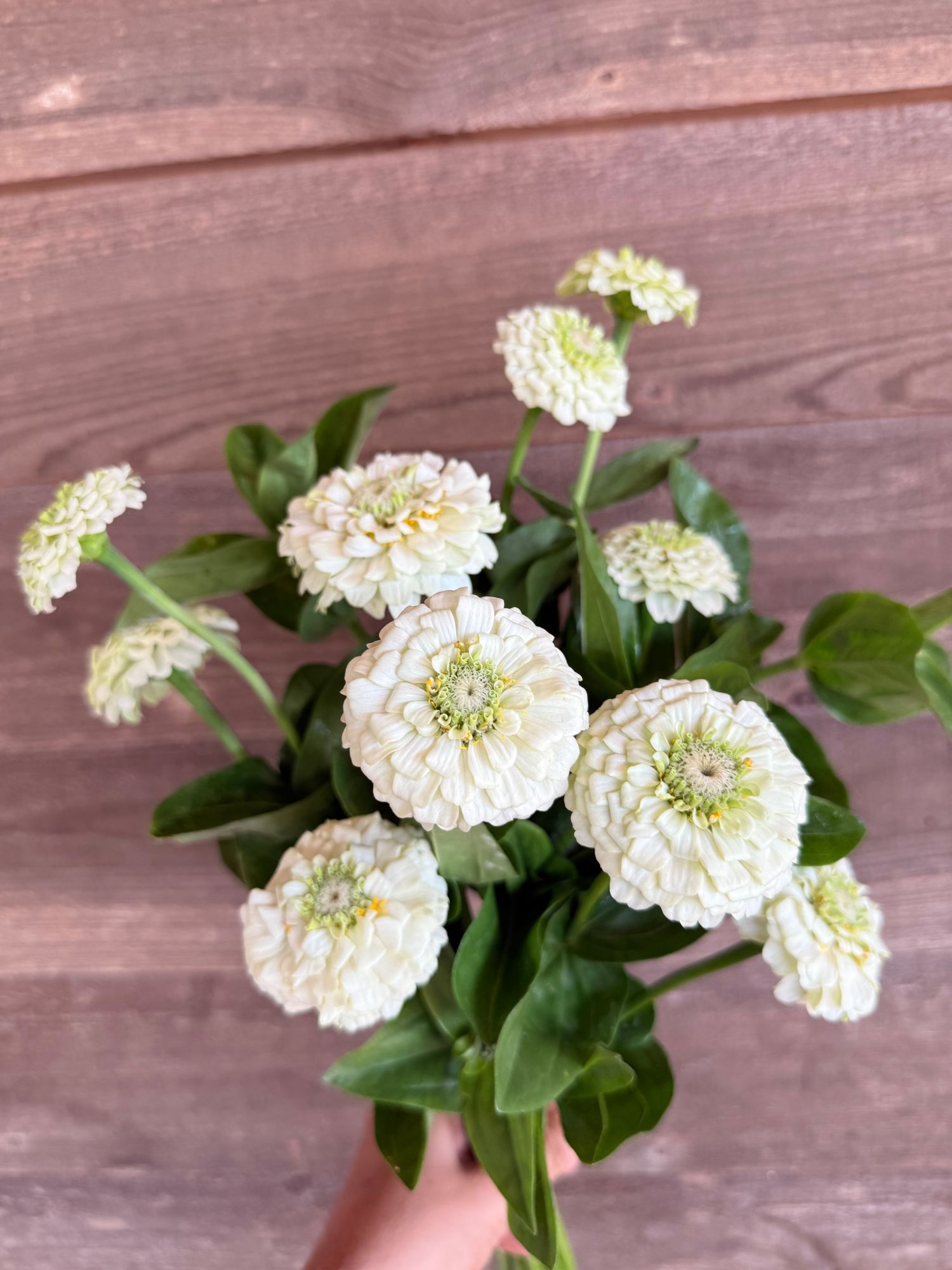 ZINNIA elegans Oklahoma White