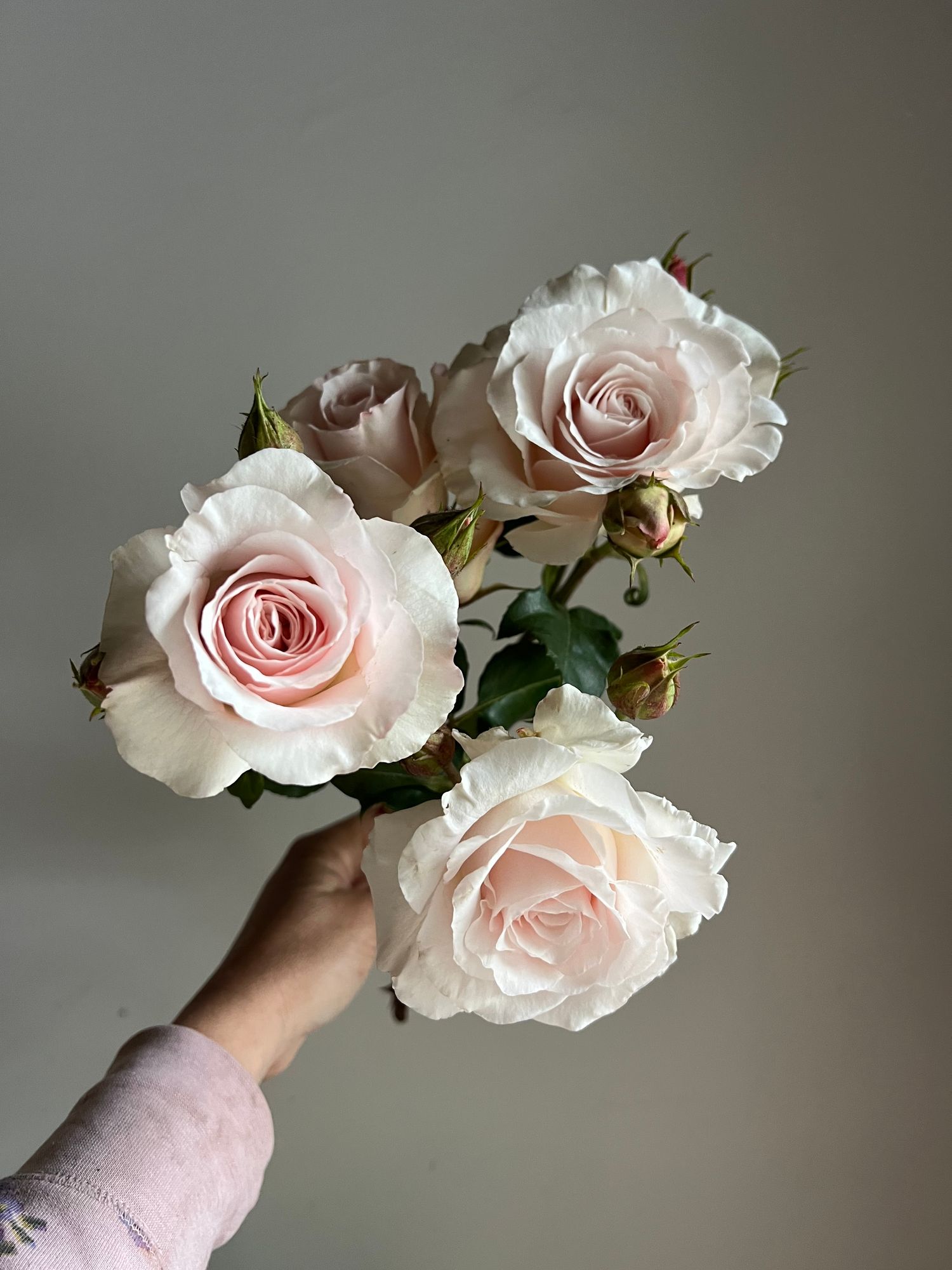 ROSA hybrida French Lace