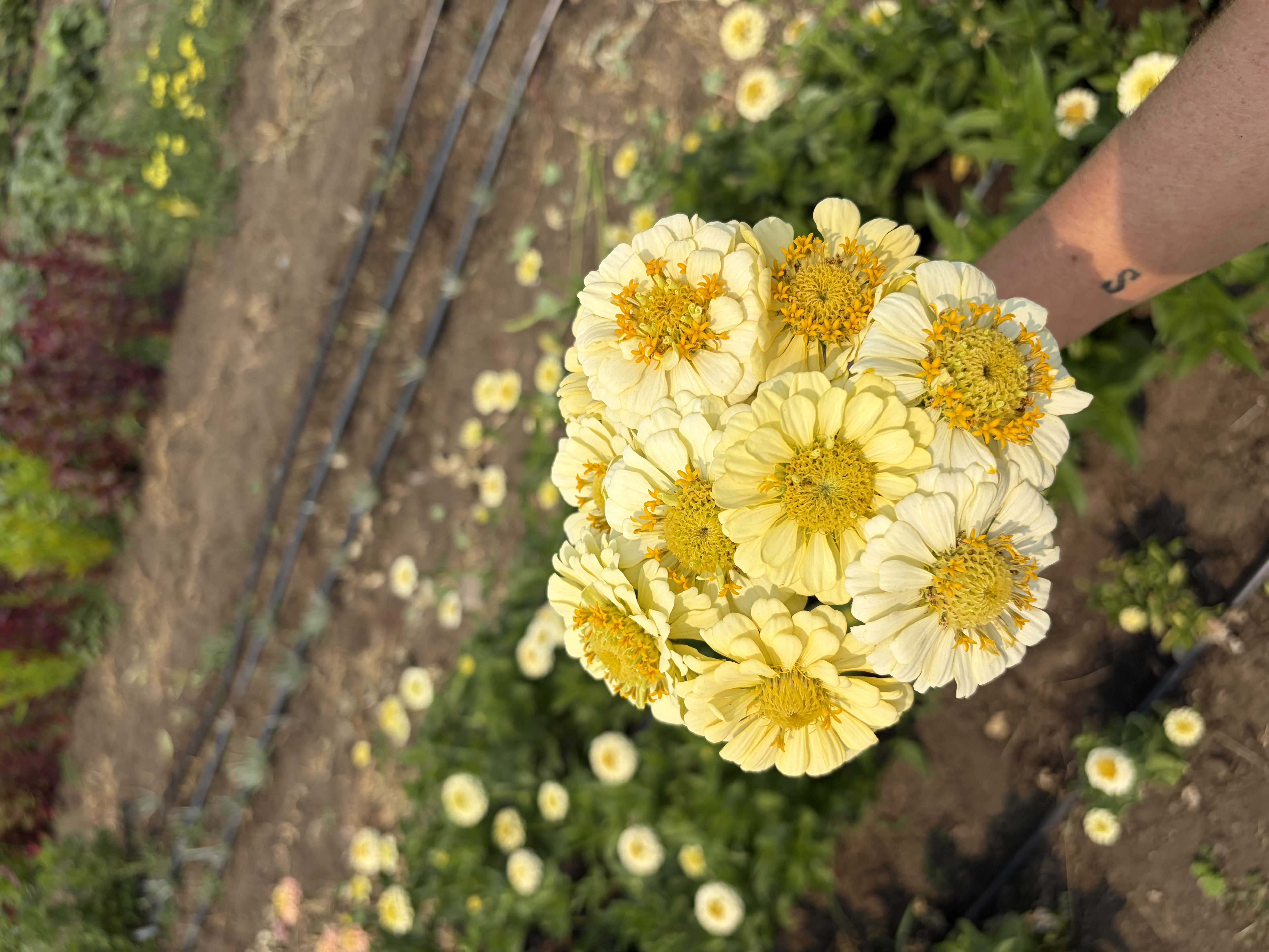 ZINNIA elegans Oklahoma Ivory