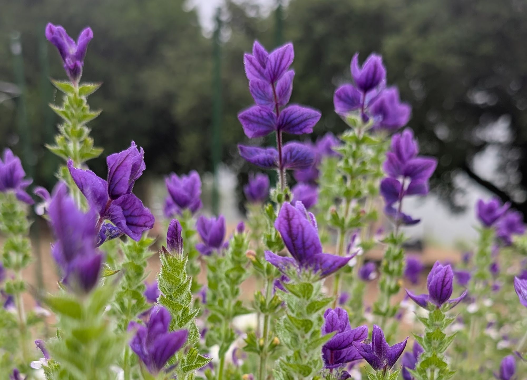 SALVIA viridis Oxford Blue