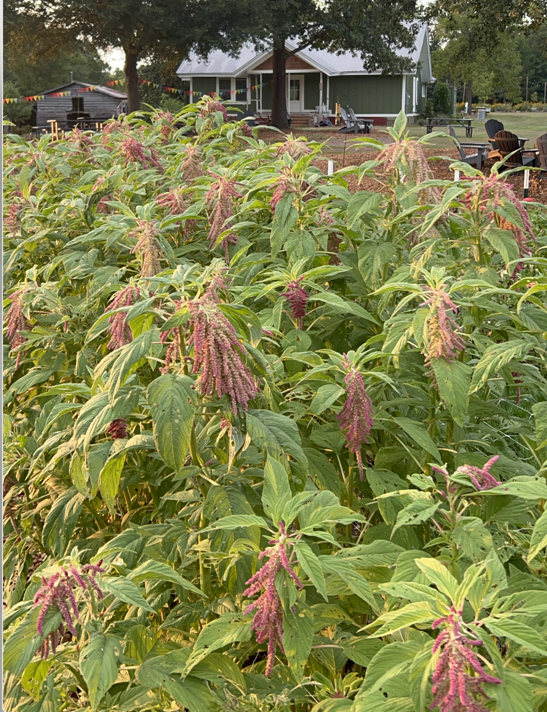 AMARANTHUS caudatus Love-Lies-Bleeding
