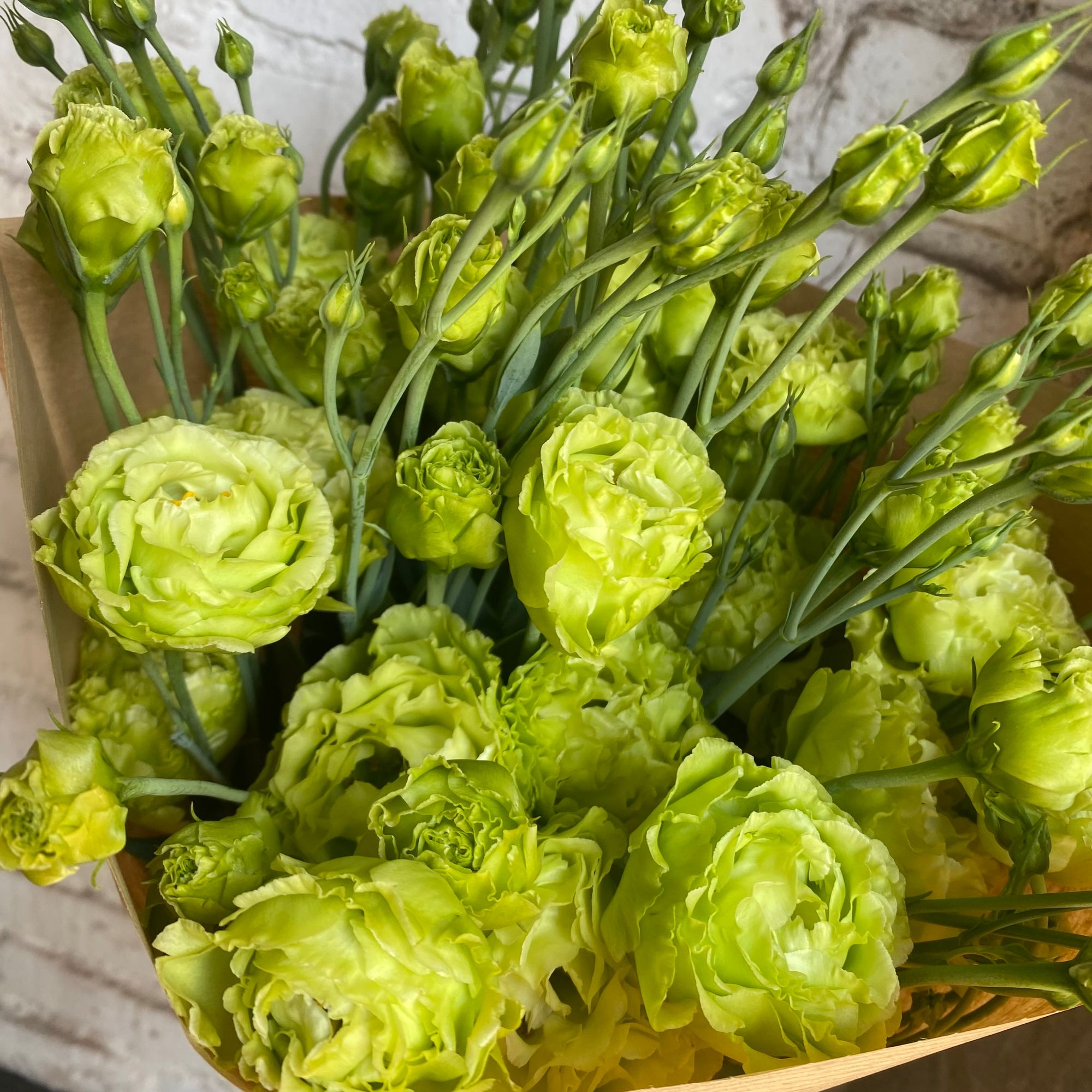 EUSTOMA grandiflorum