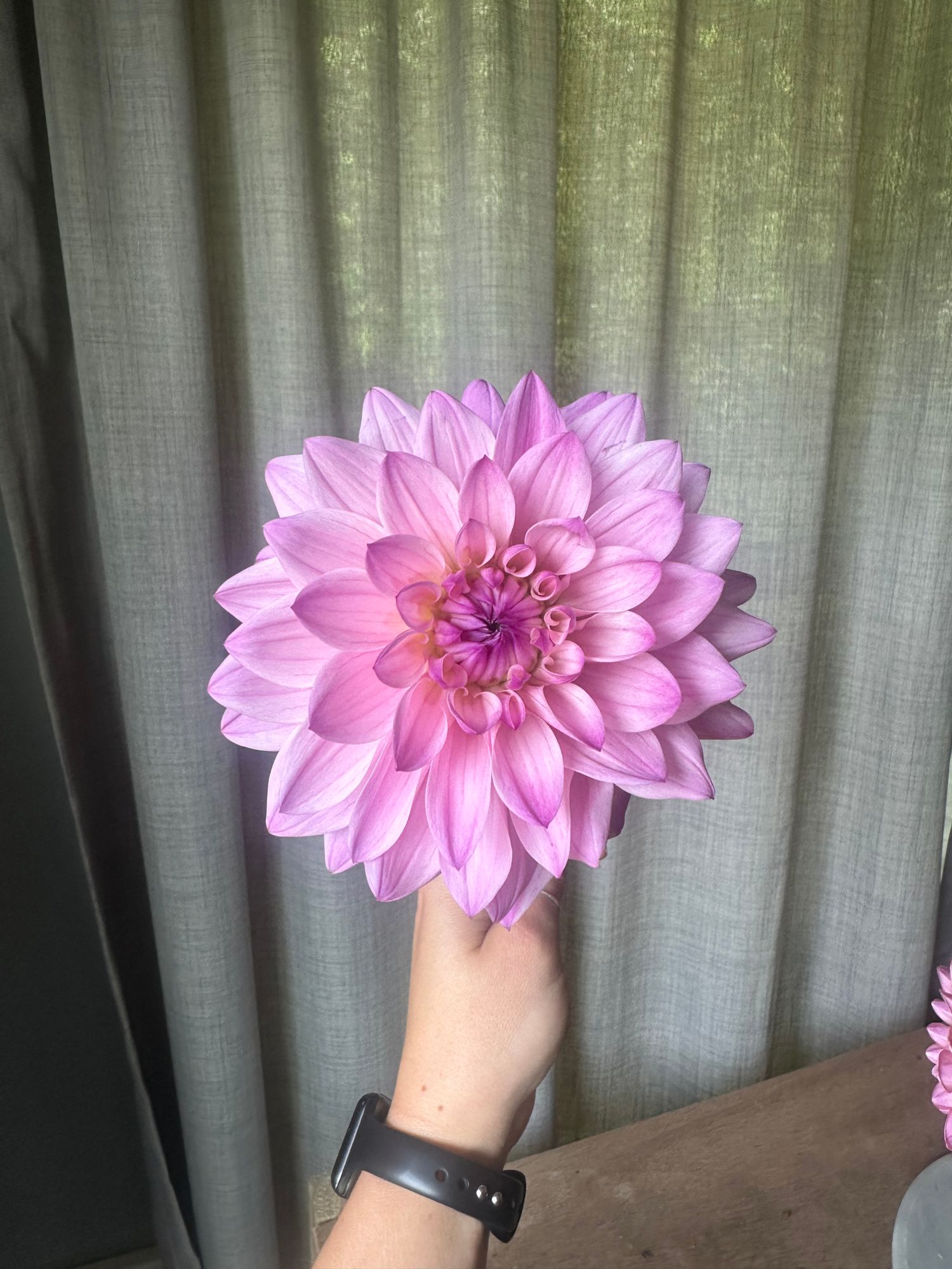 DAHLIA Karma Prospero