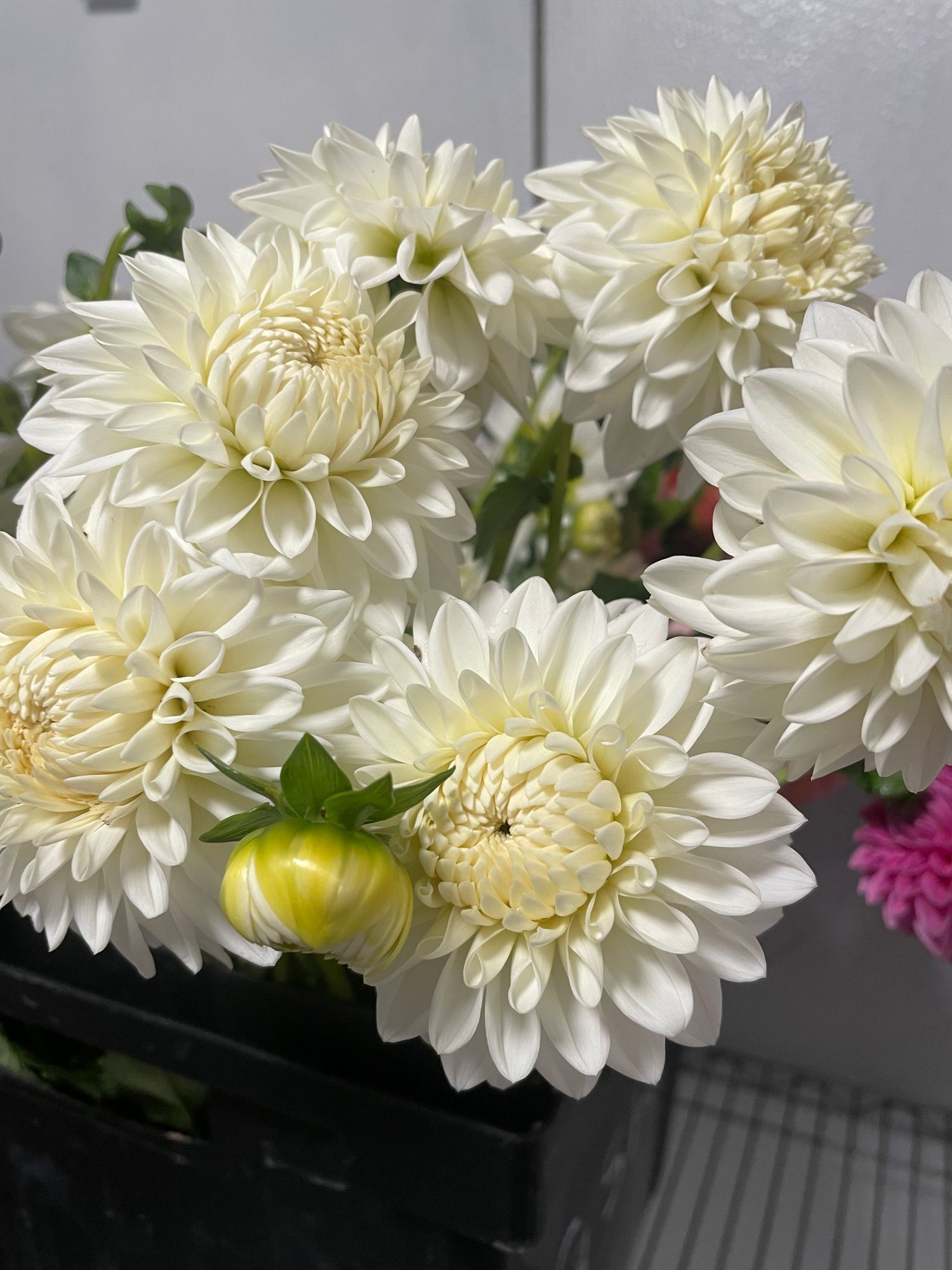 DAHLIA