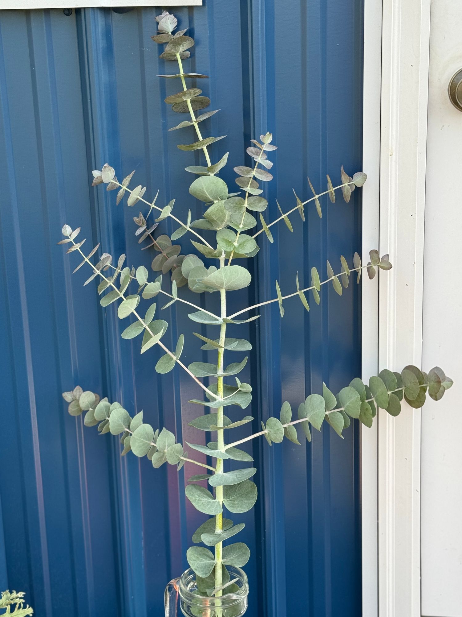 EUCALYPTUS cinerea