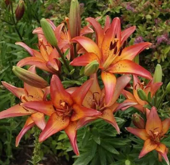 LILIUM Royal Sunset