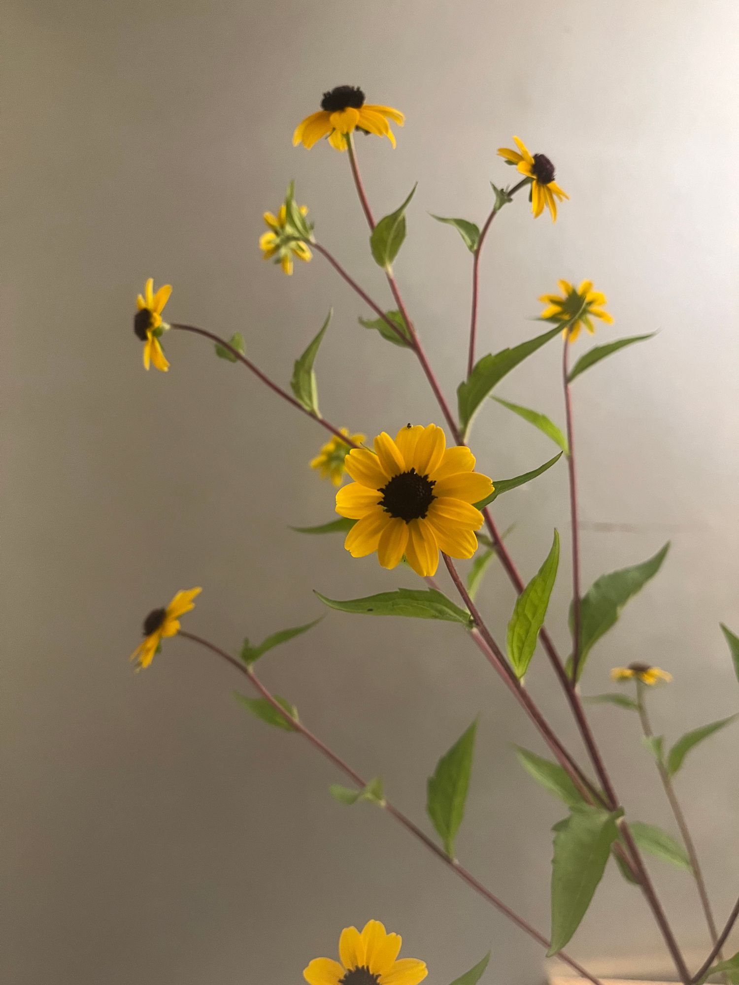 RUDBECKIA triloba