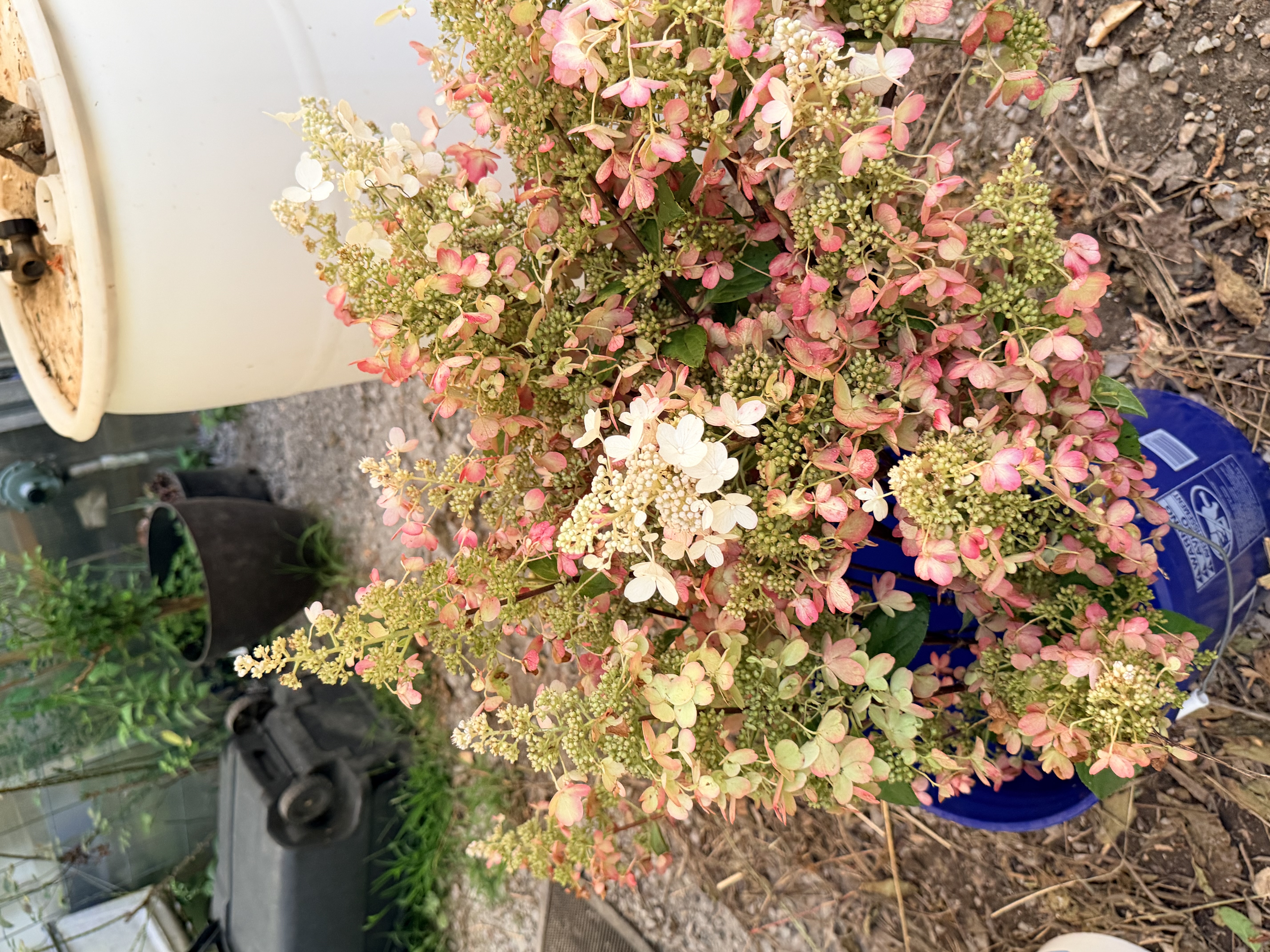 HYDRANGEA macrophylla