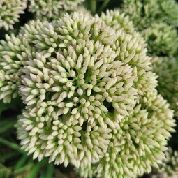 HYLOTELEPHIUM spectabile Autumn Joy
