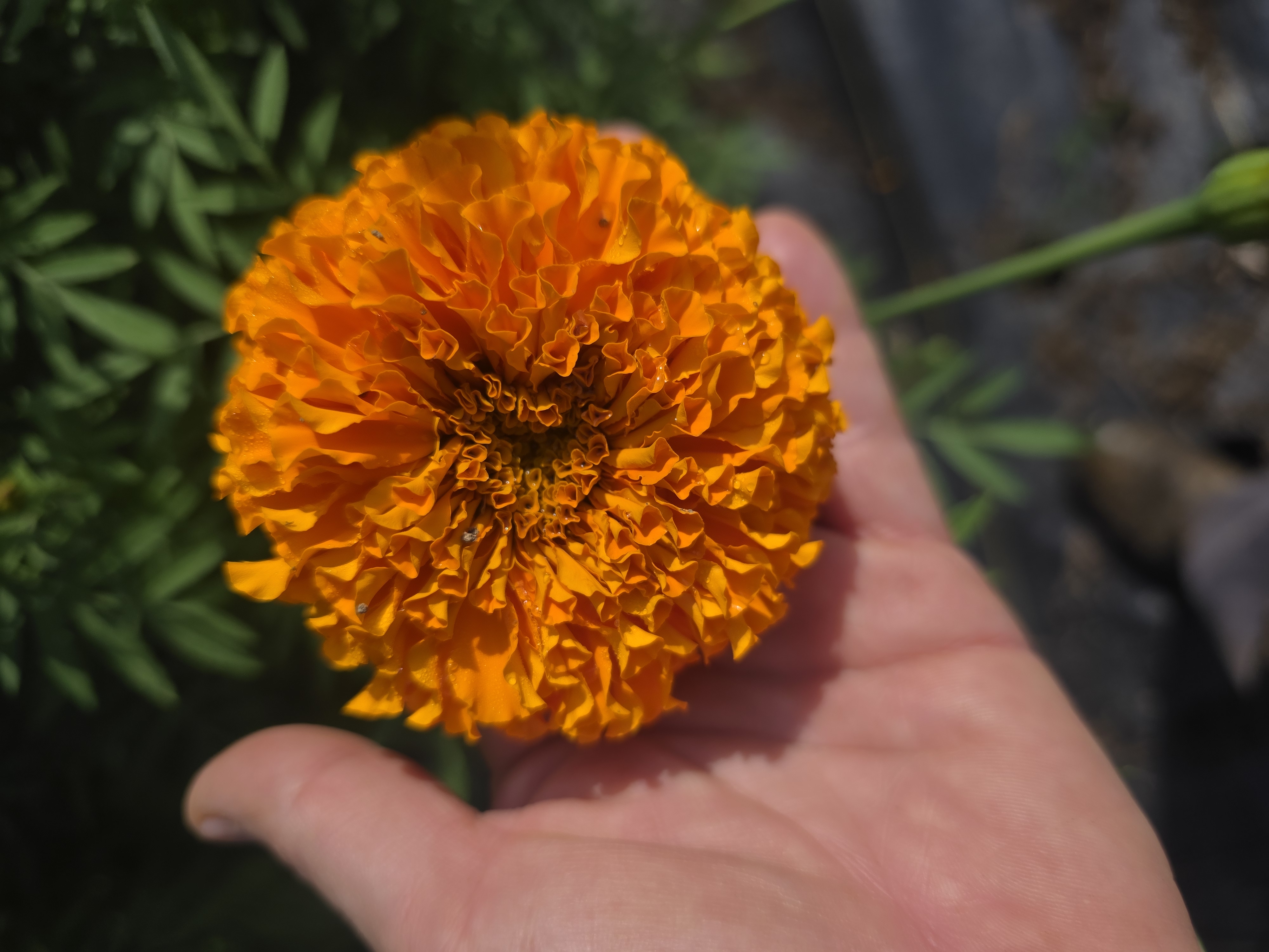 TAGETES erecta Xochi Orange