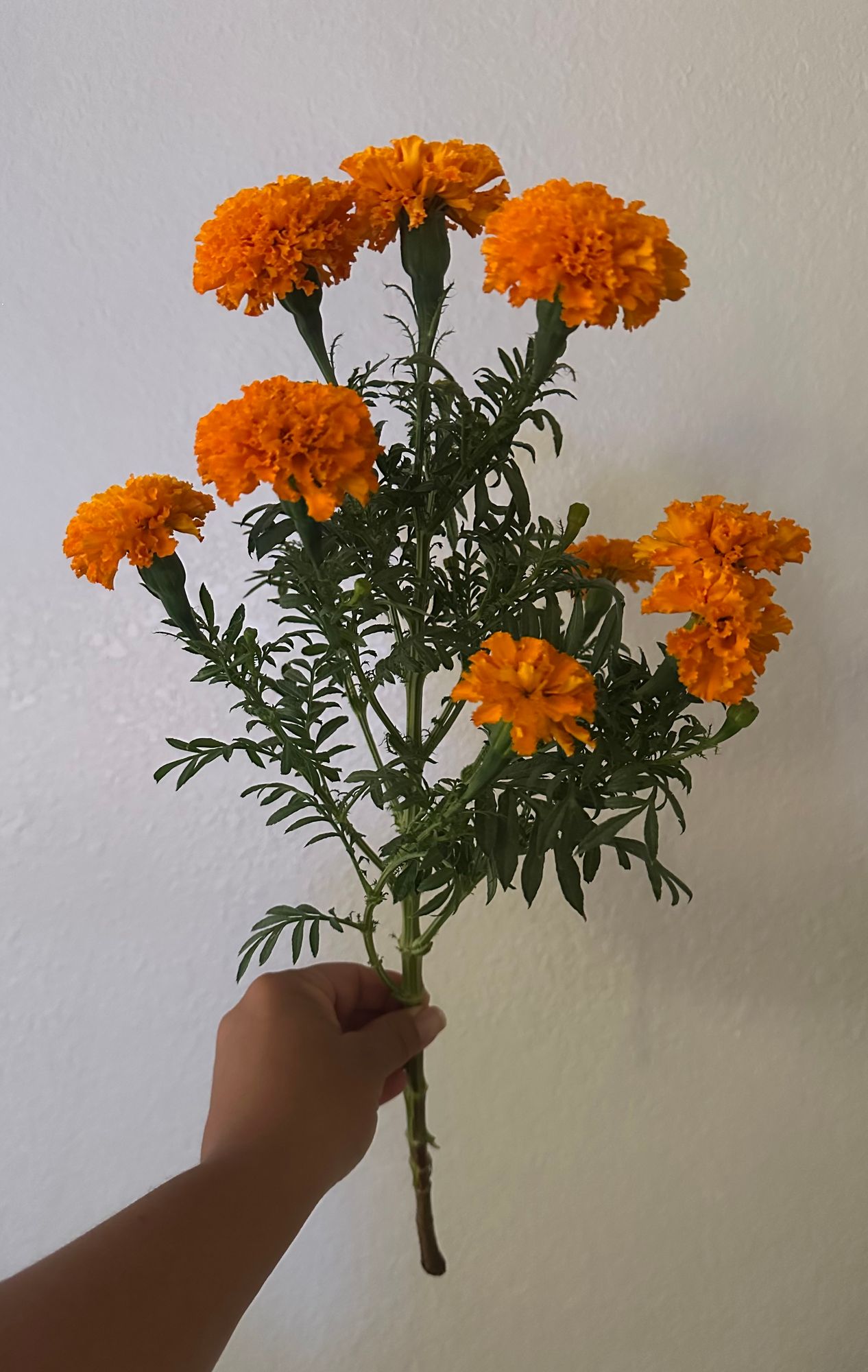 TAGETES erecta