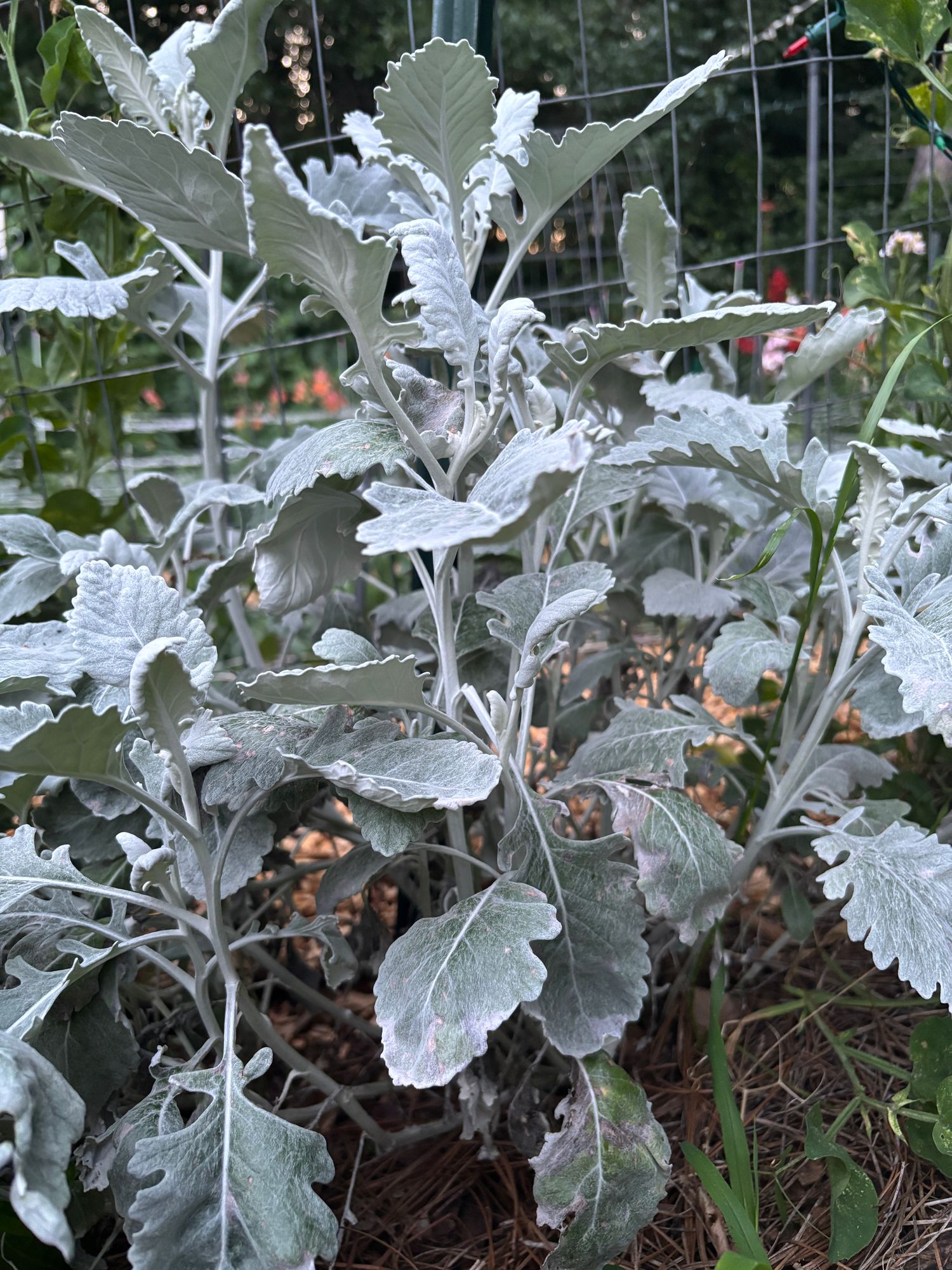 SENECIO cineraria New Look