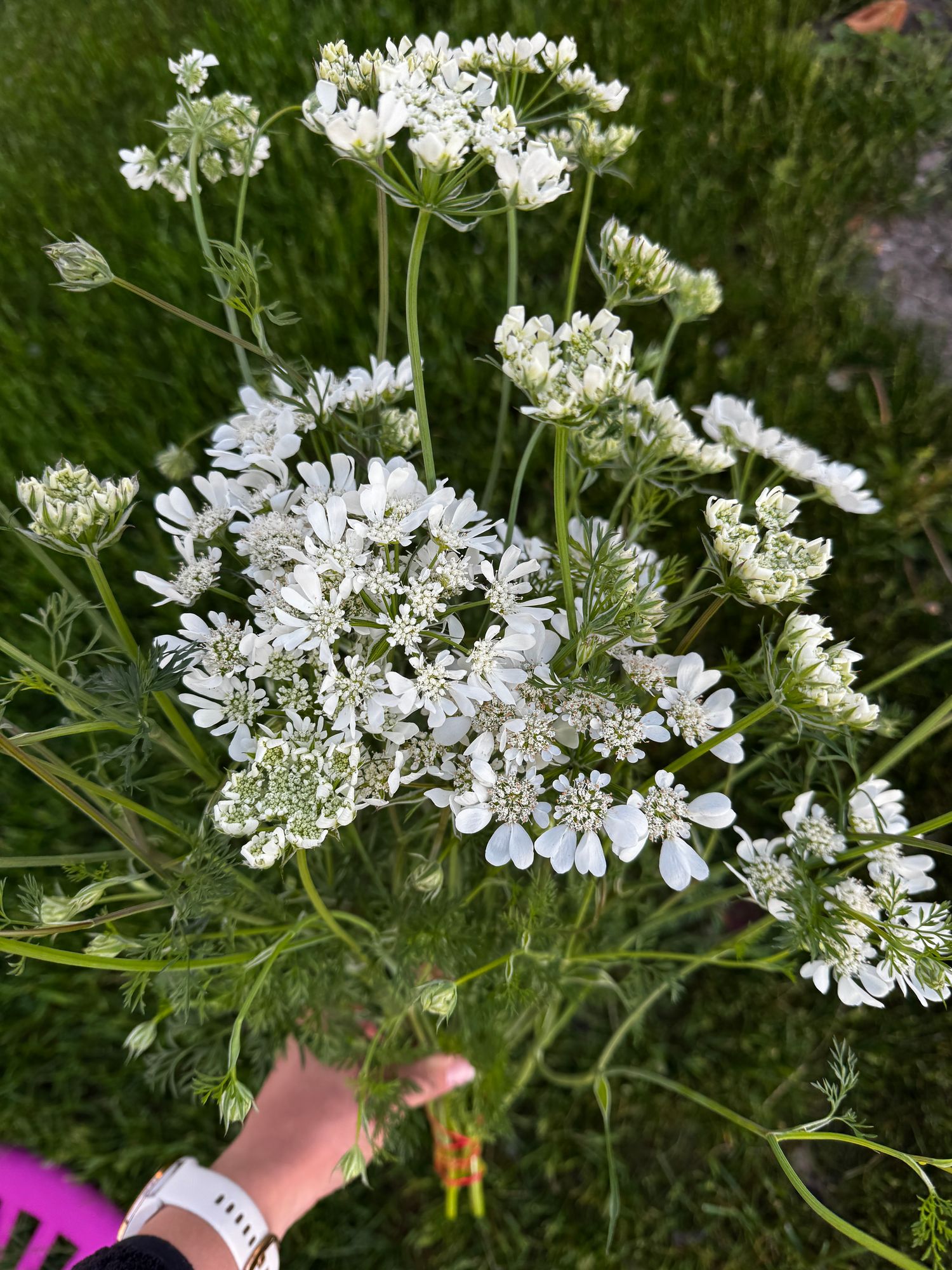 ORLAYA grandiflora