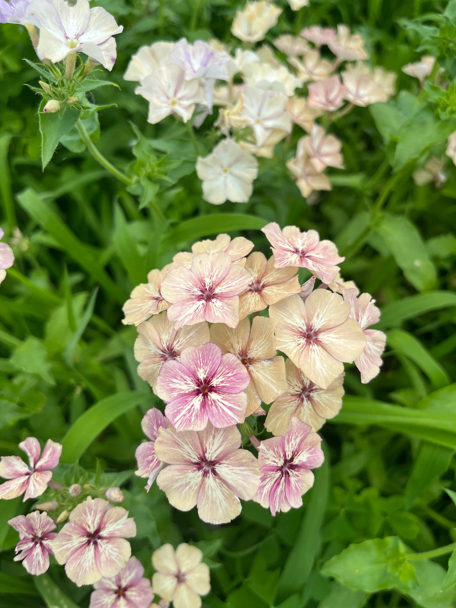 PHLOX drummondii Creme Brulee