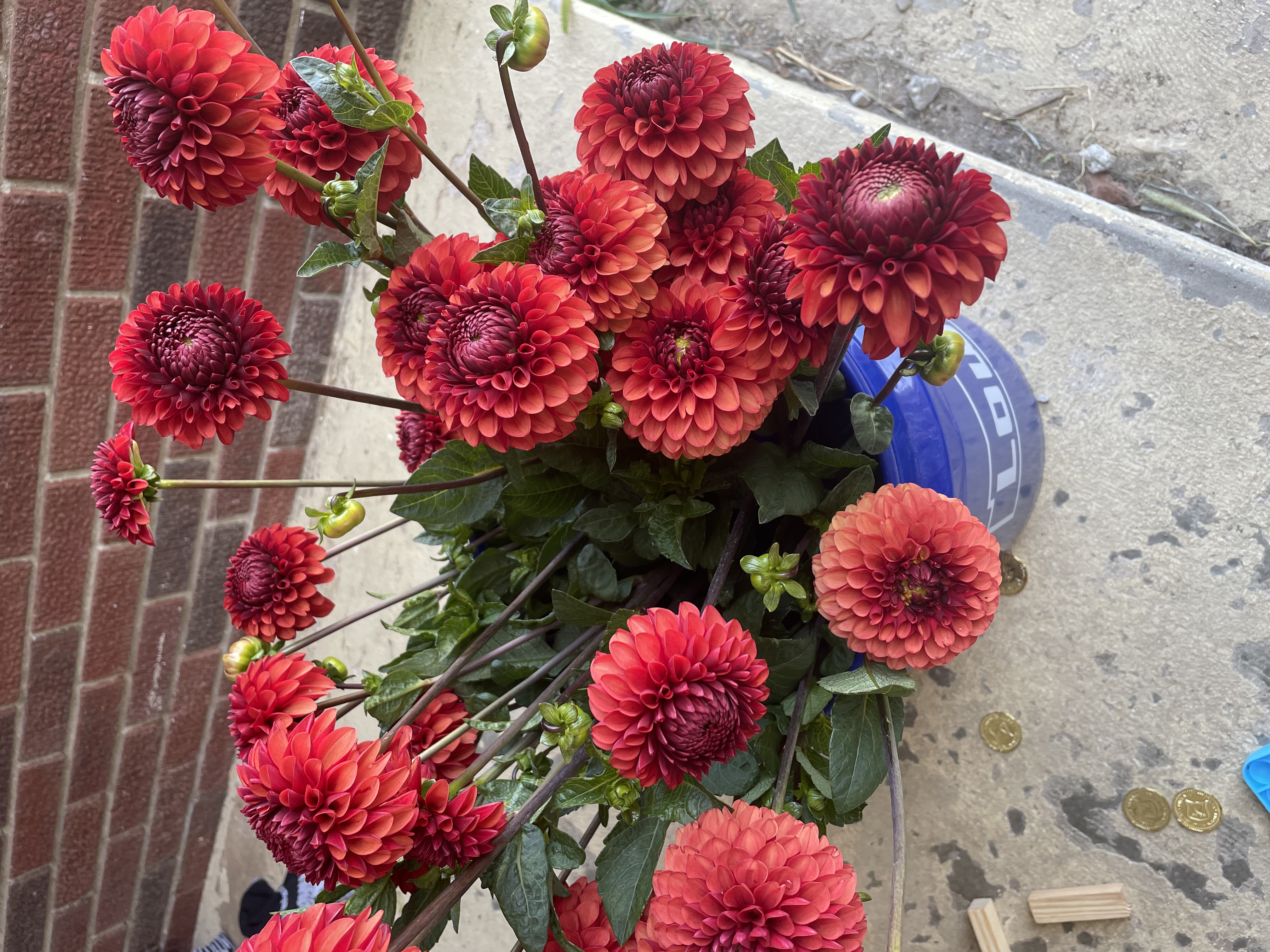 DAHLIA Brown Sugar