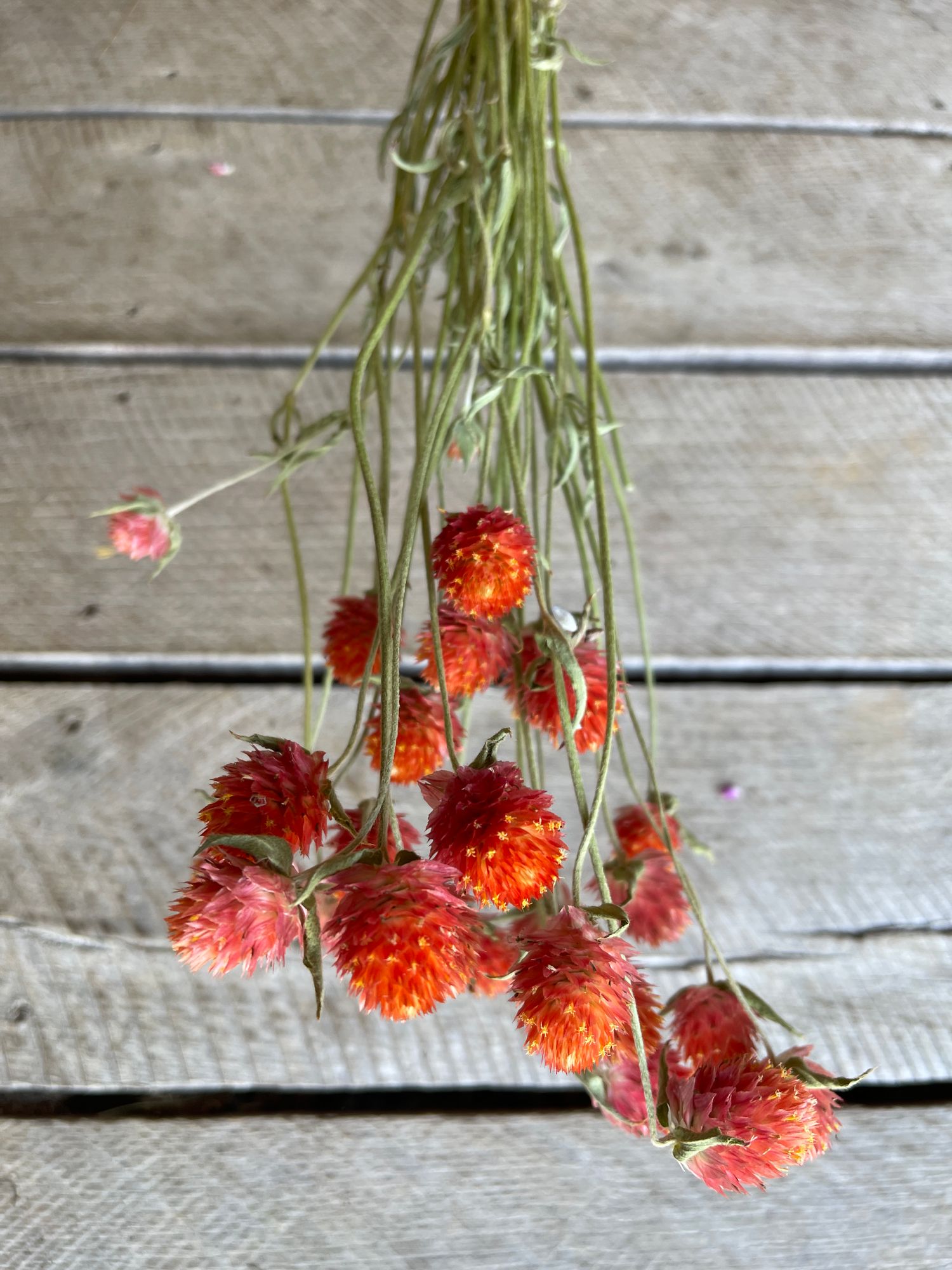 GOMPHRENA haageana