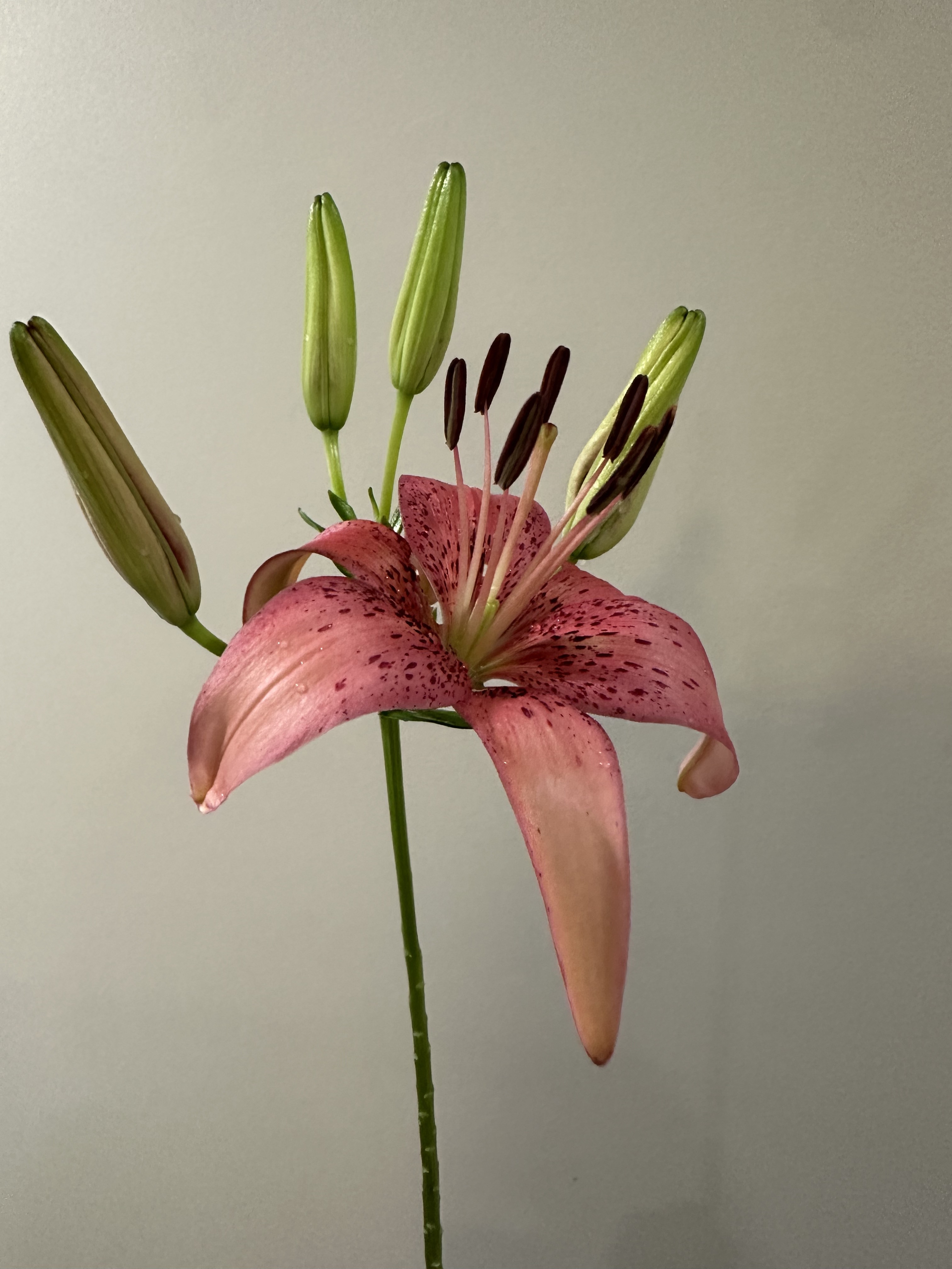 LILIUM asiatic Morpho Pink