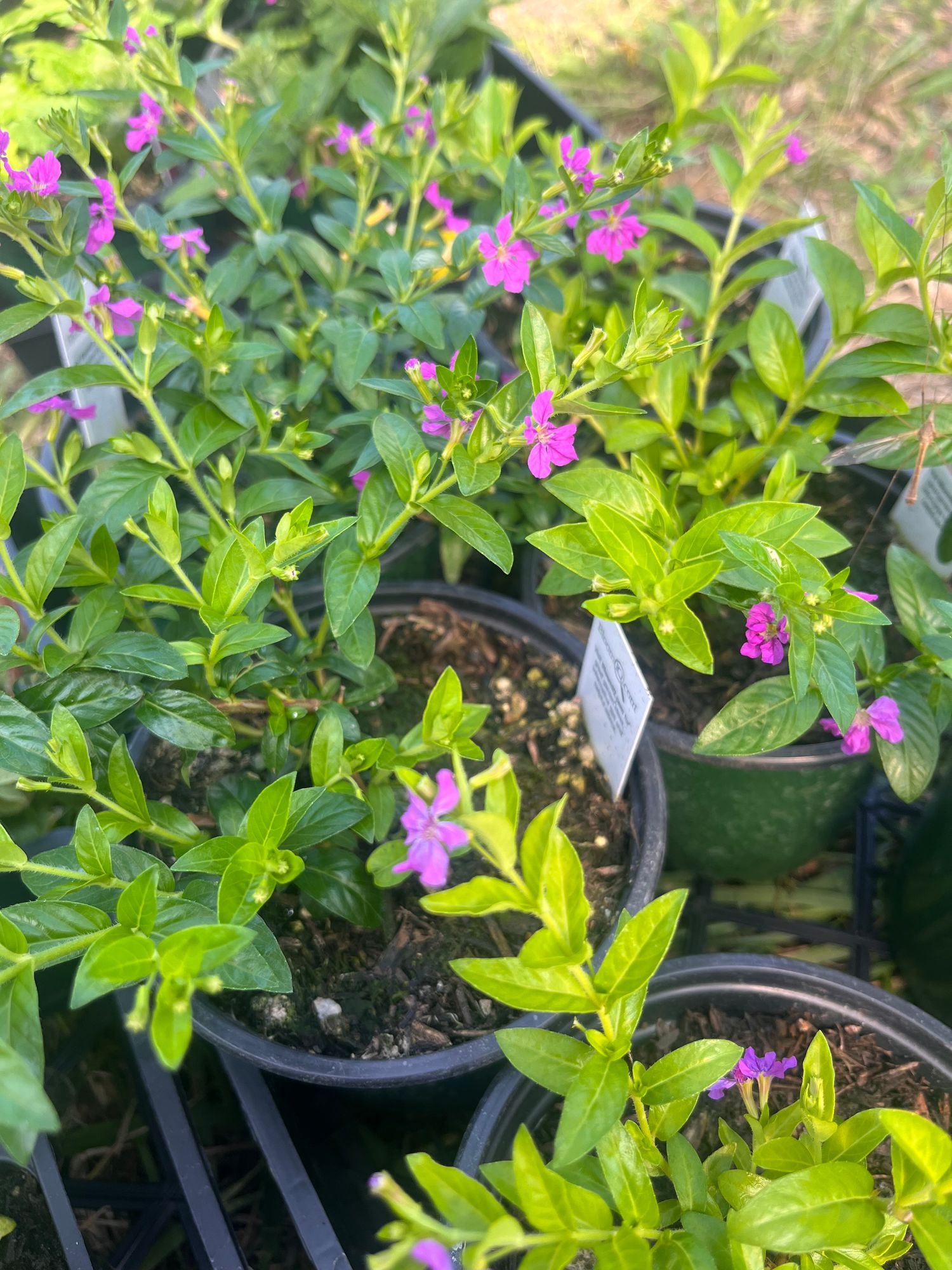 Mexican Heather