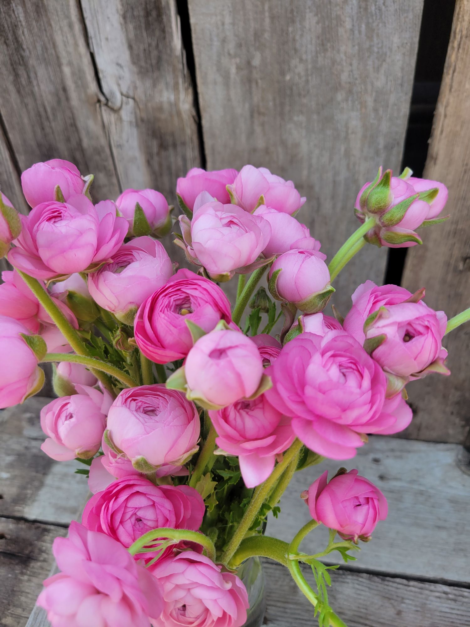 RANUNCULUS Elegance Clementine