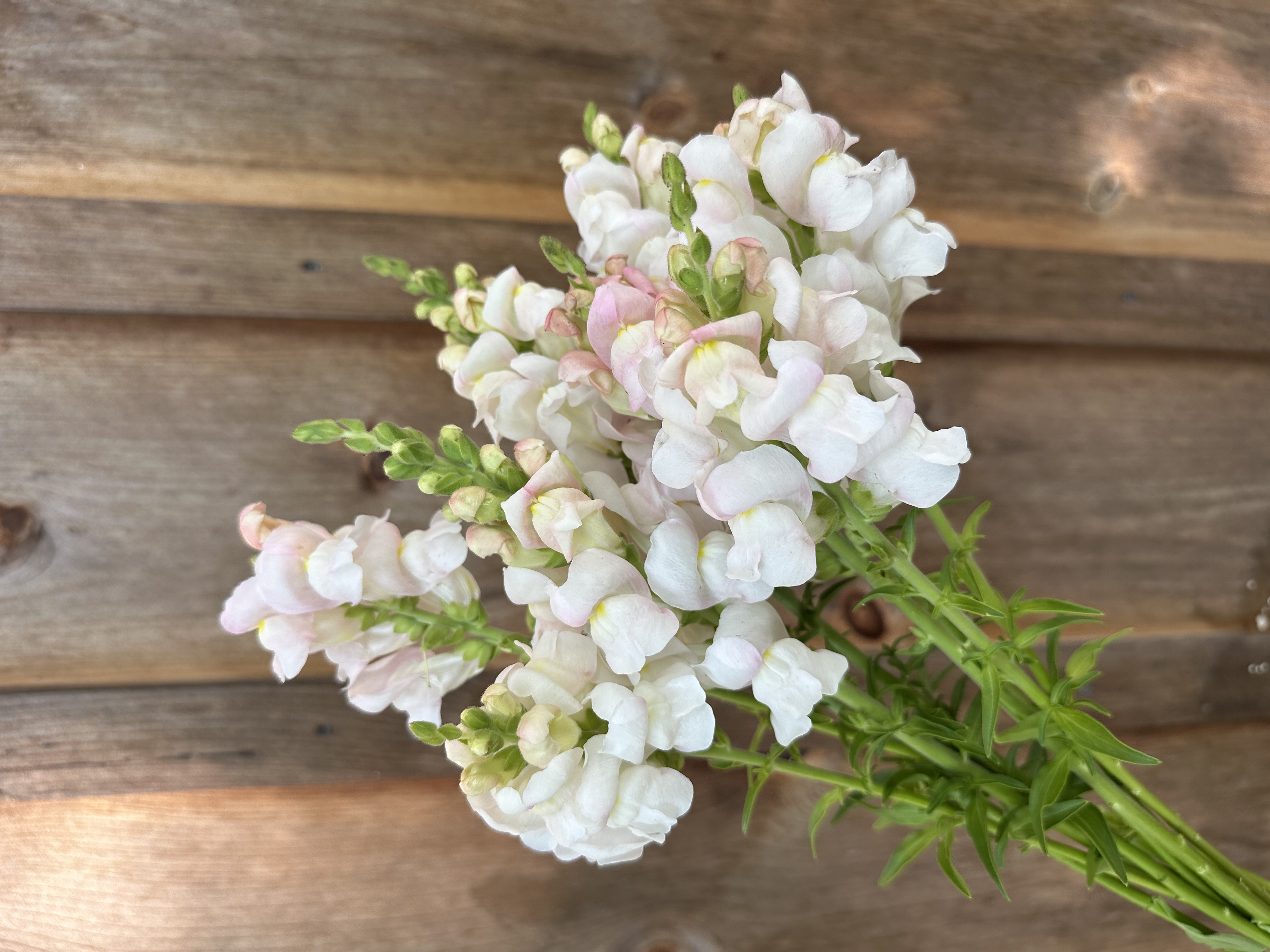 ANTIRRHINUM majus Avignon Silver II